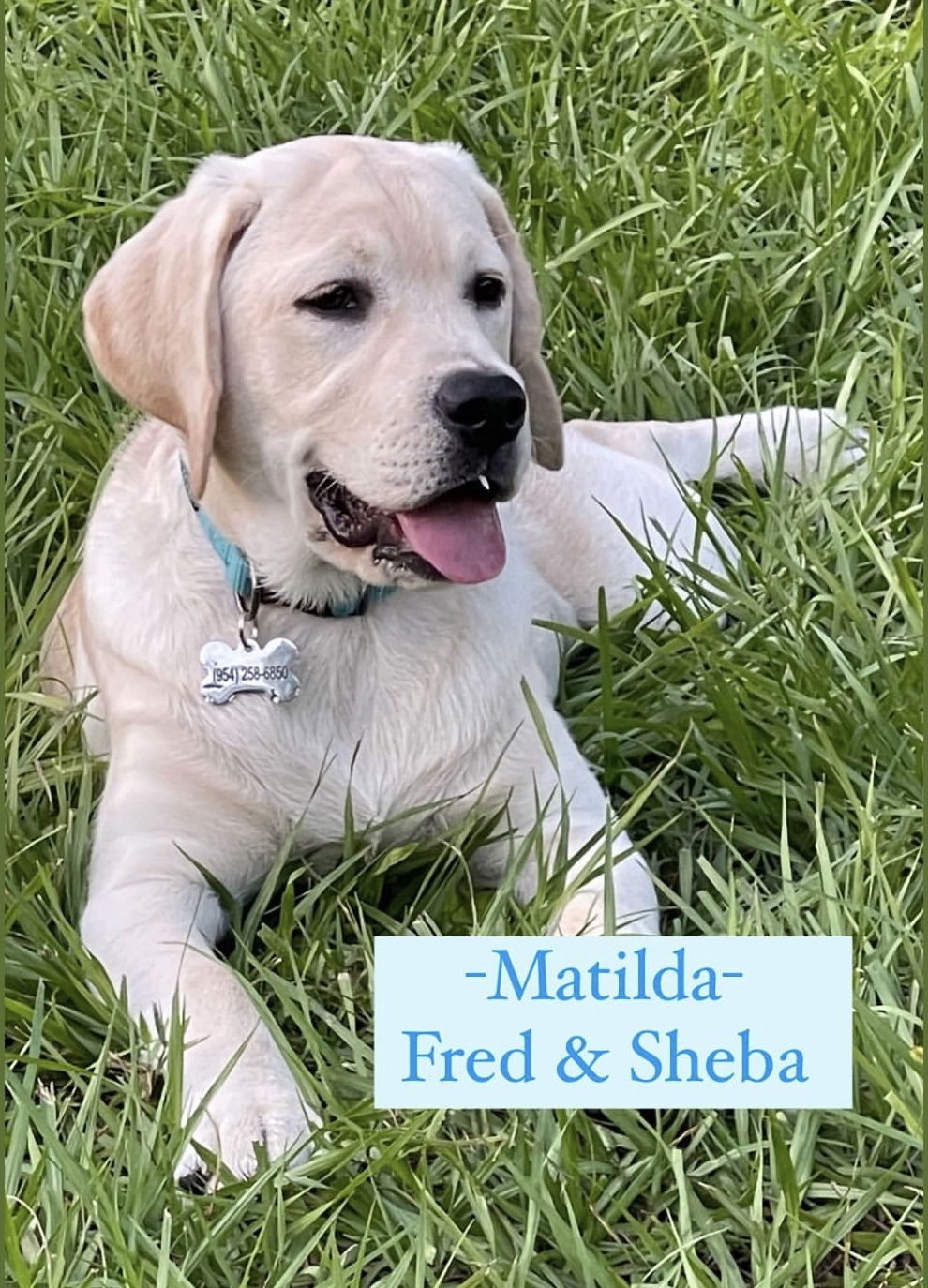 Some of Sheba’s sweet puppies 