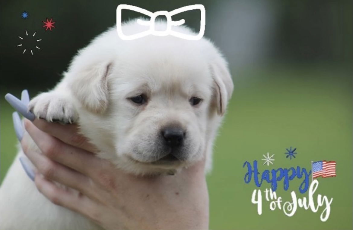 Some of Sheba’s sweet puppies 