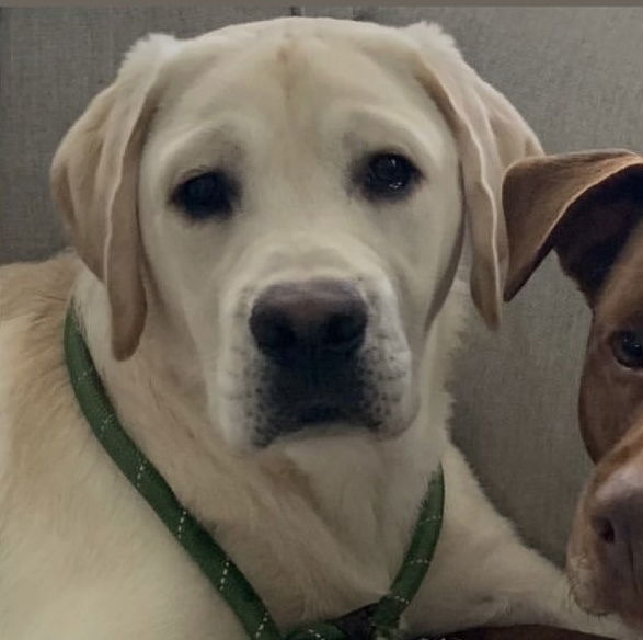 Some of Sheba’s sweet puppies 