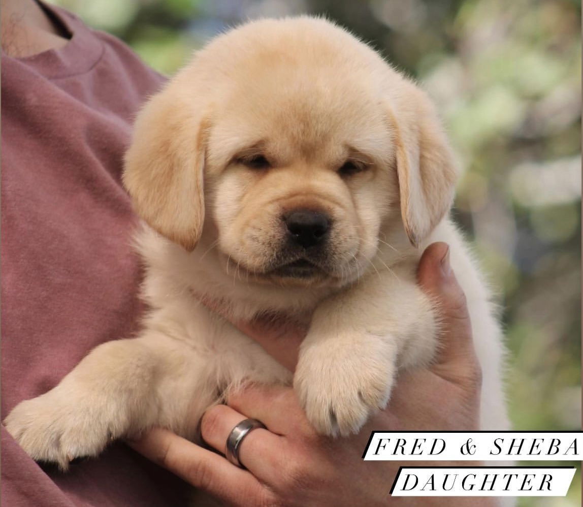 Some of Sheba’s sweet puppies 