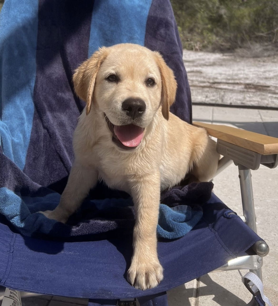 Some of Sheba’s sweet puppies 