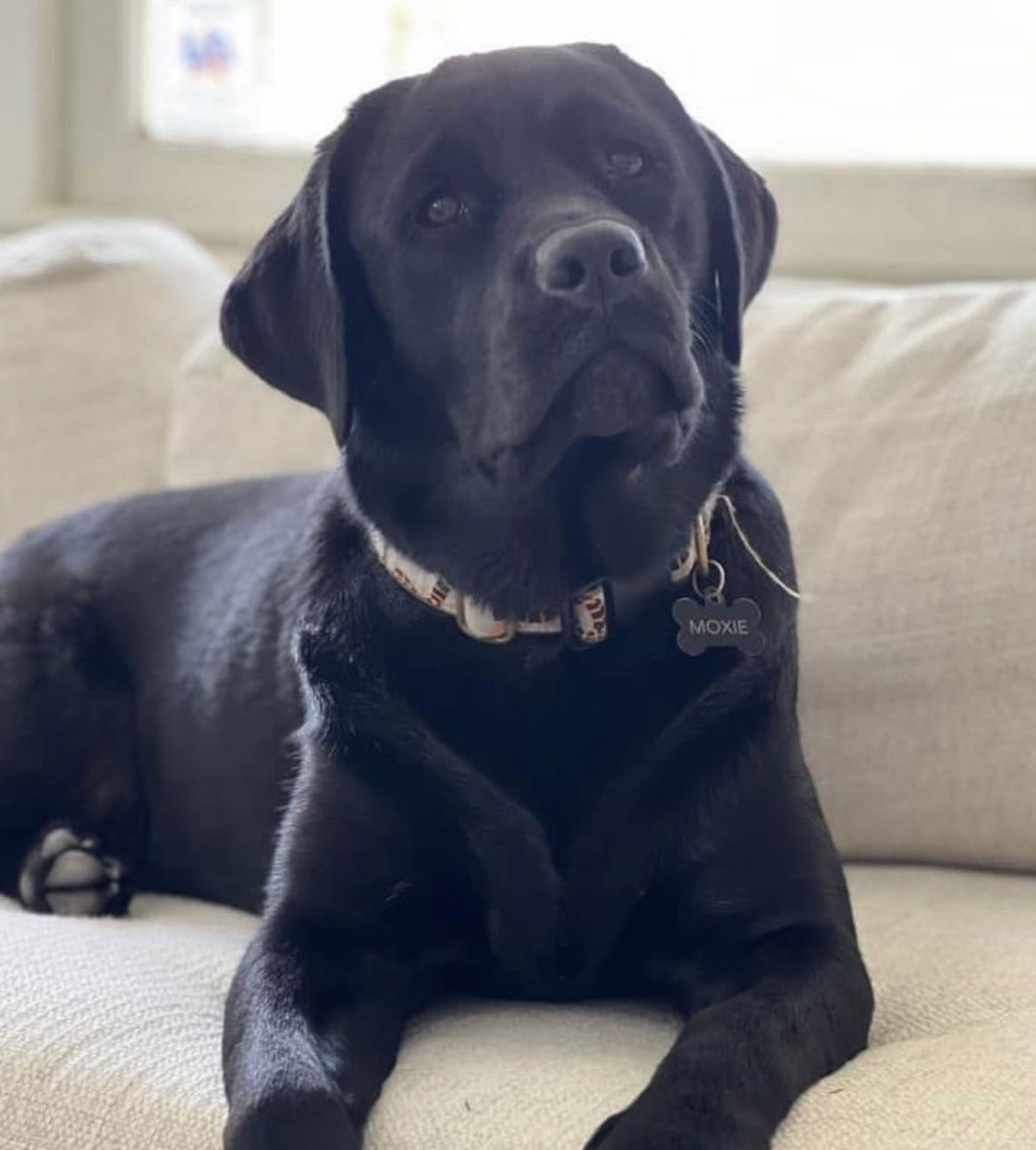 Some of Sheba’s sweet puppies 