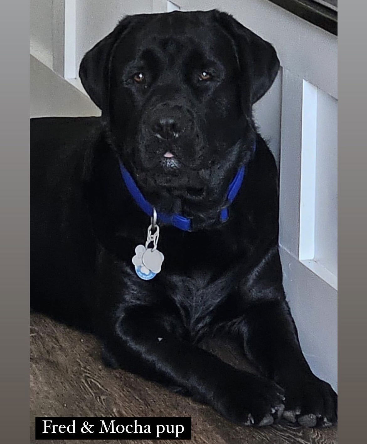 Some of Sheba’s sweet puppies 