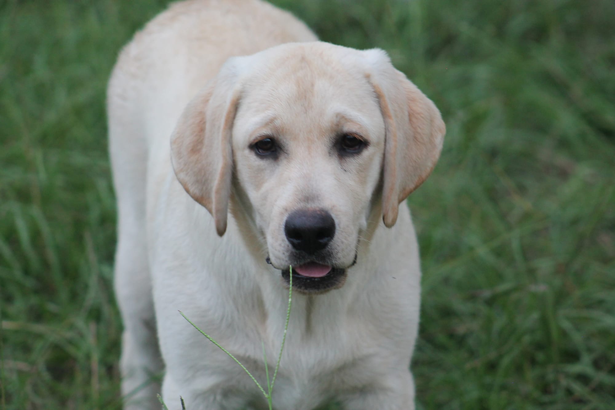 Some of Sheba’s sweet puppies 