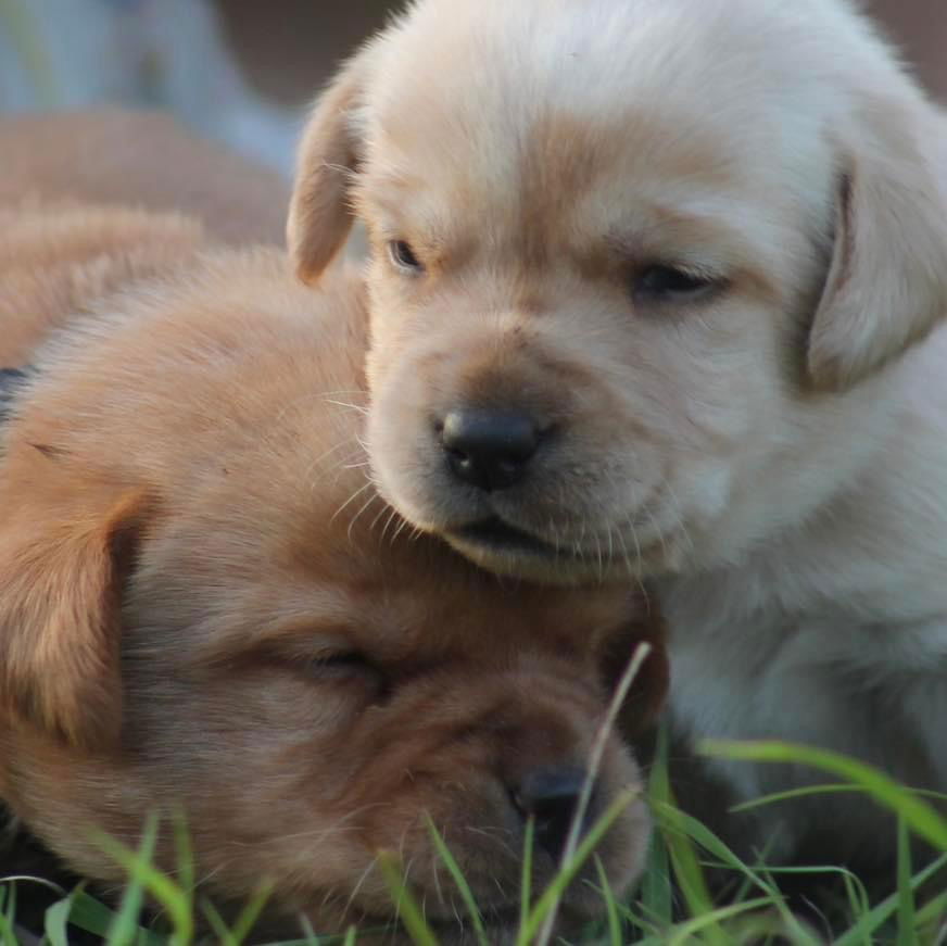 Honeybun Puppies 