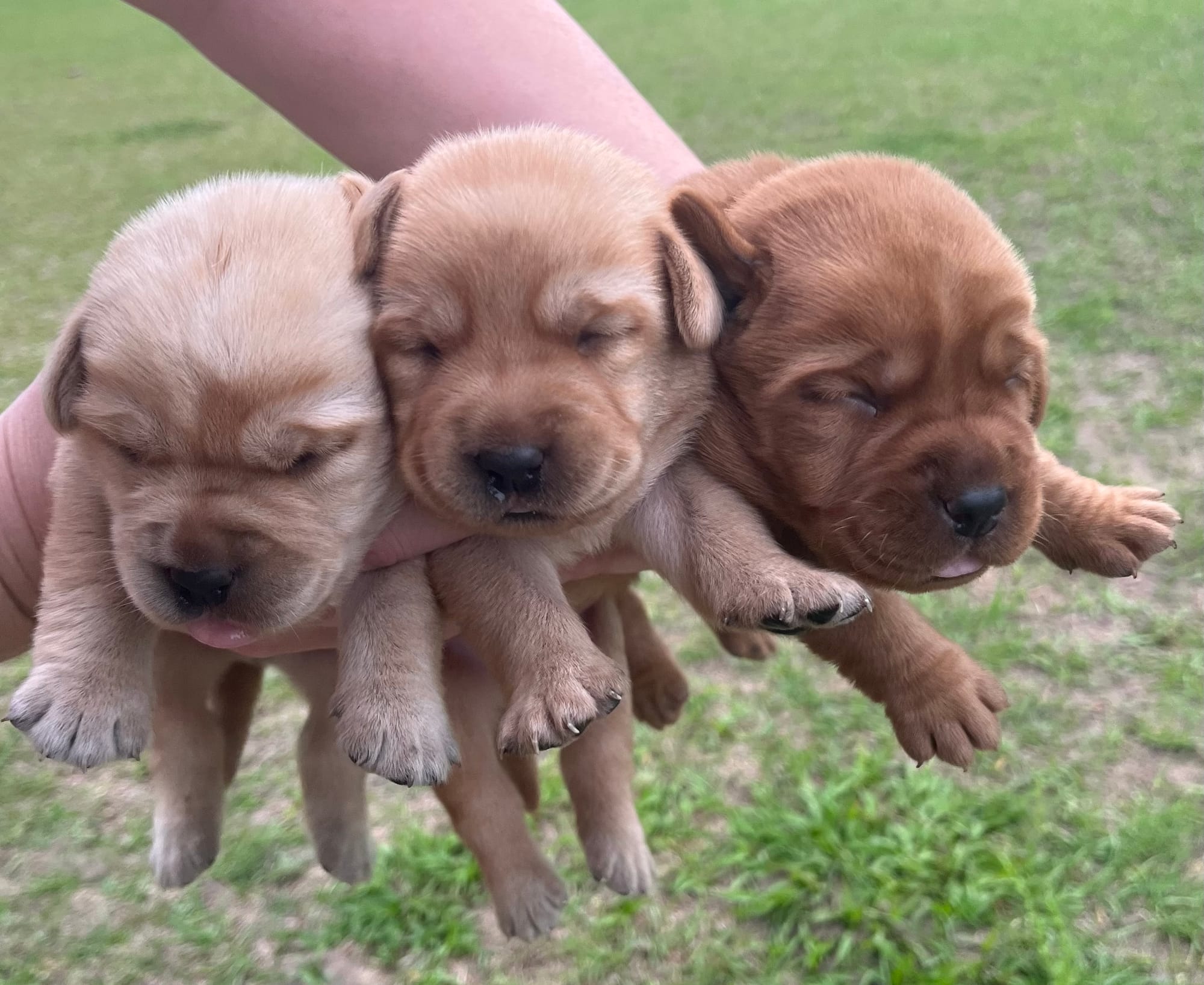 Honeybun Puppies 