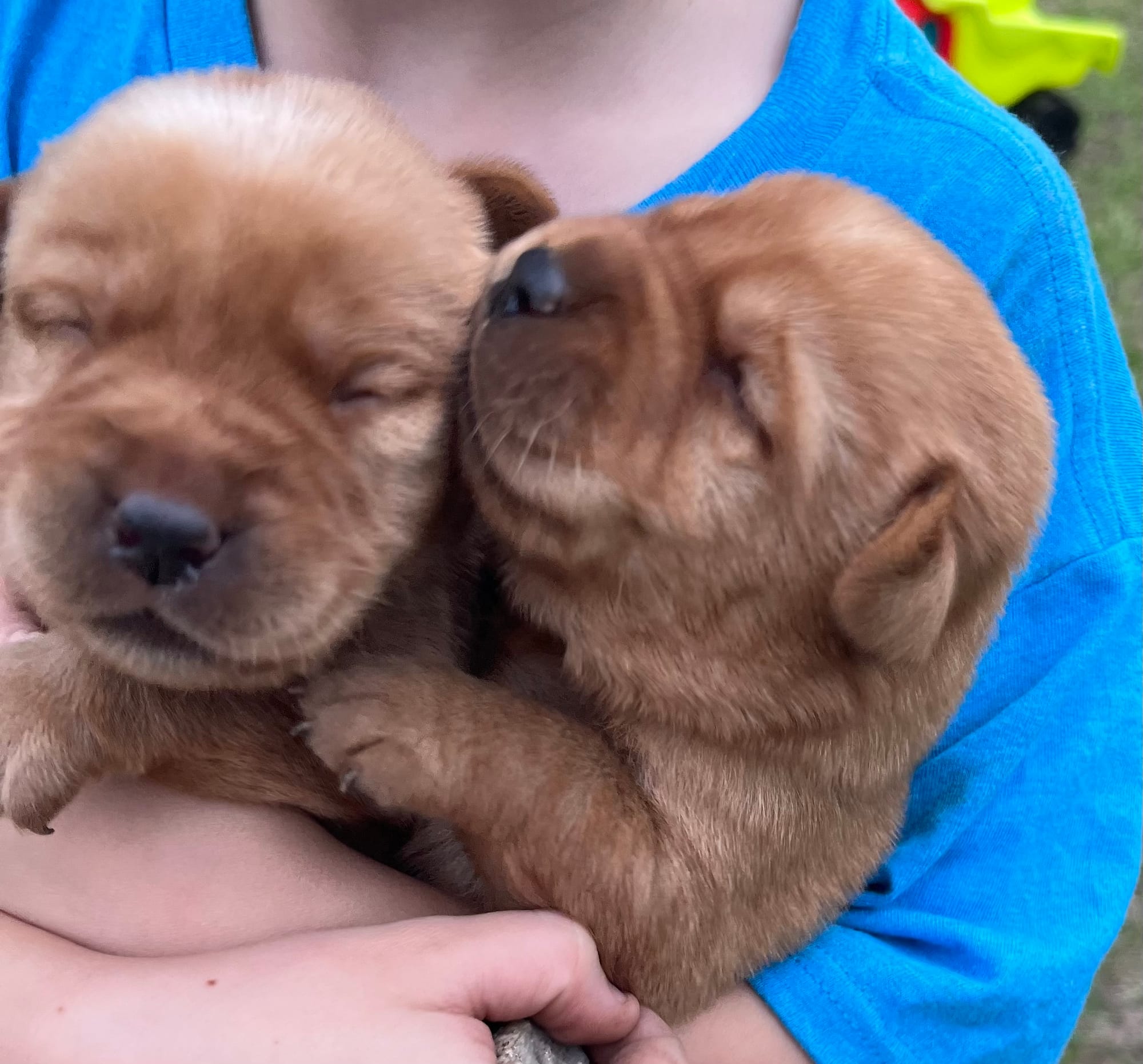 Honeybun Puppies 