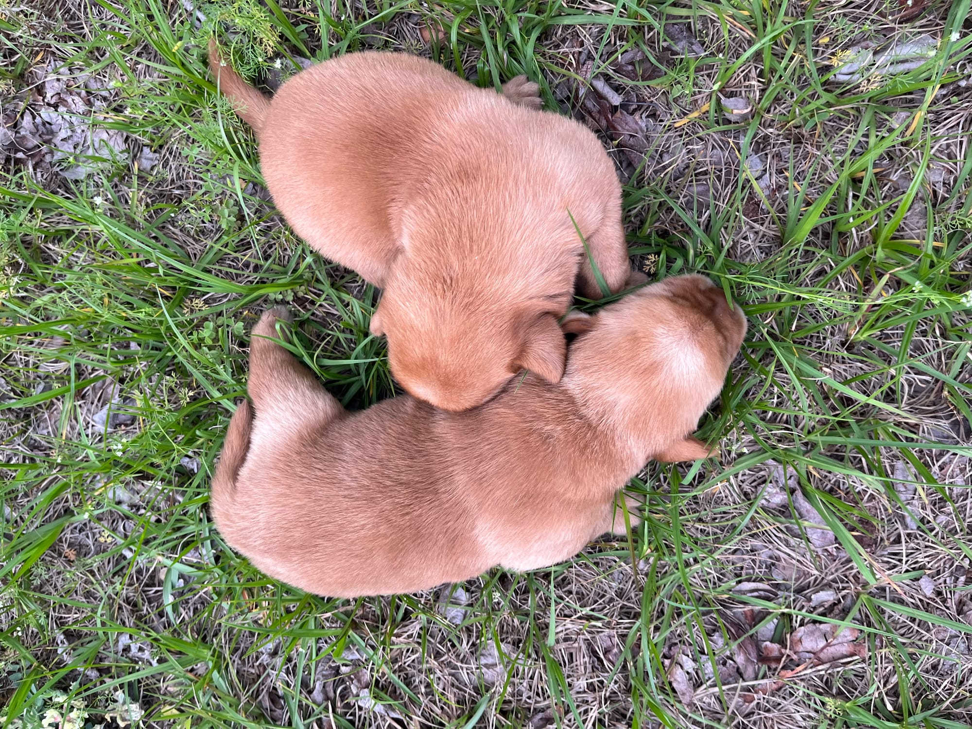 Honeybun Puppies 