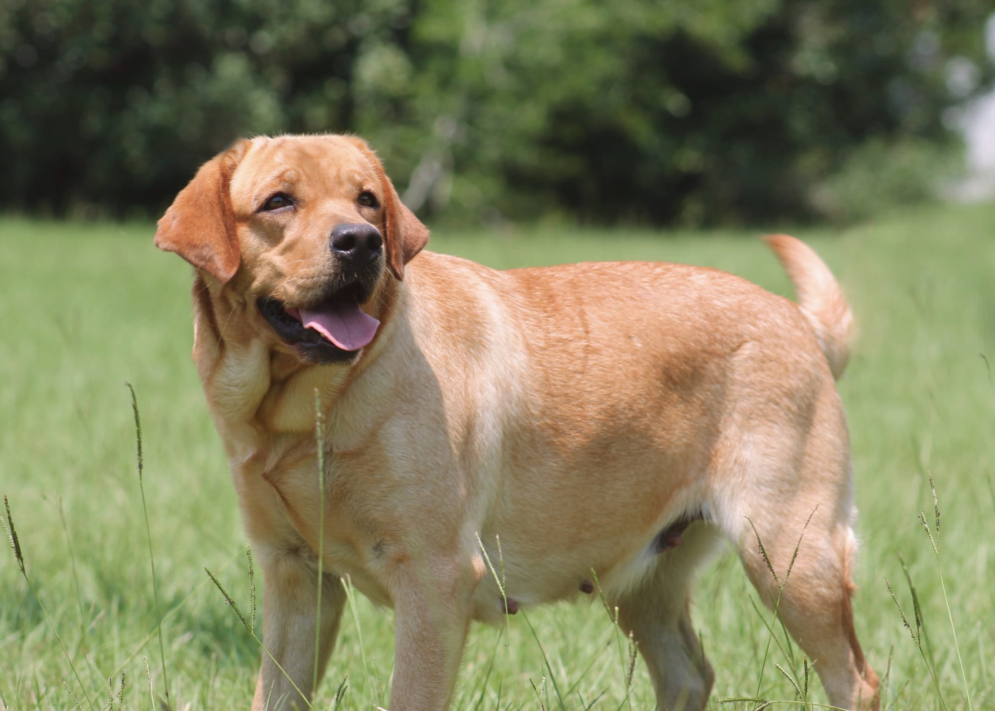 Penny Lane’s Honeybun Pride N Joy