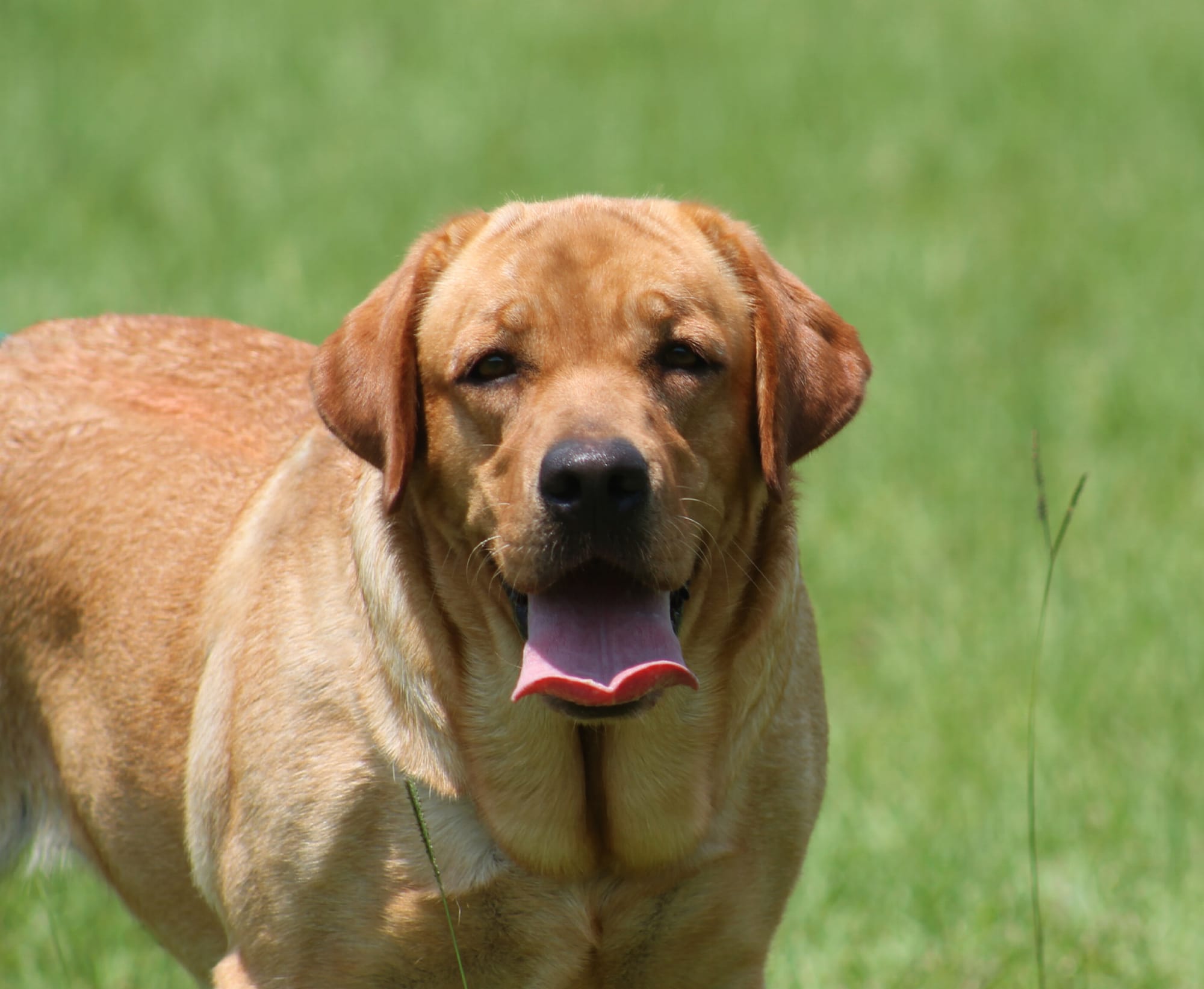 Penny Lane’s Honeybun Pride N Joy