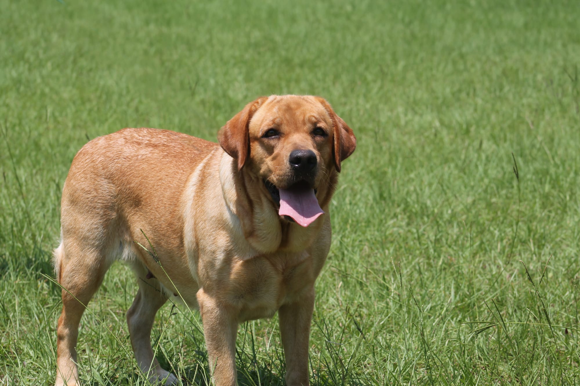 Penny Lane’s Honeybun Pride N Joy