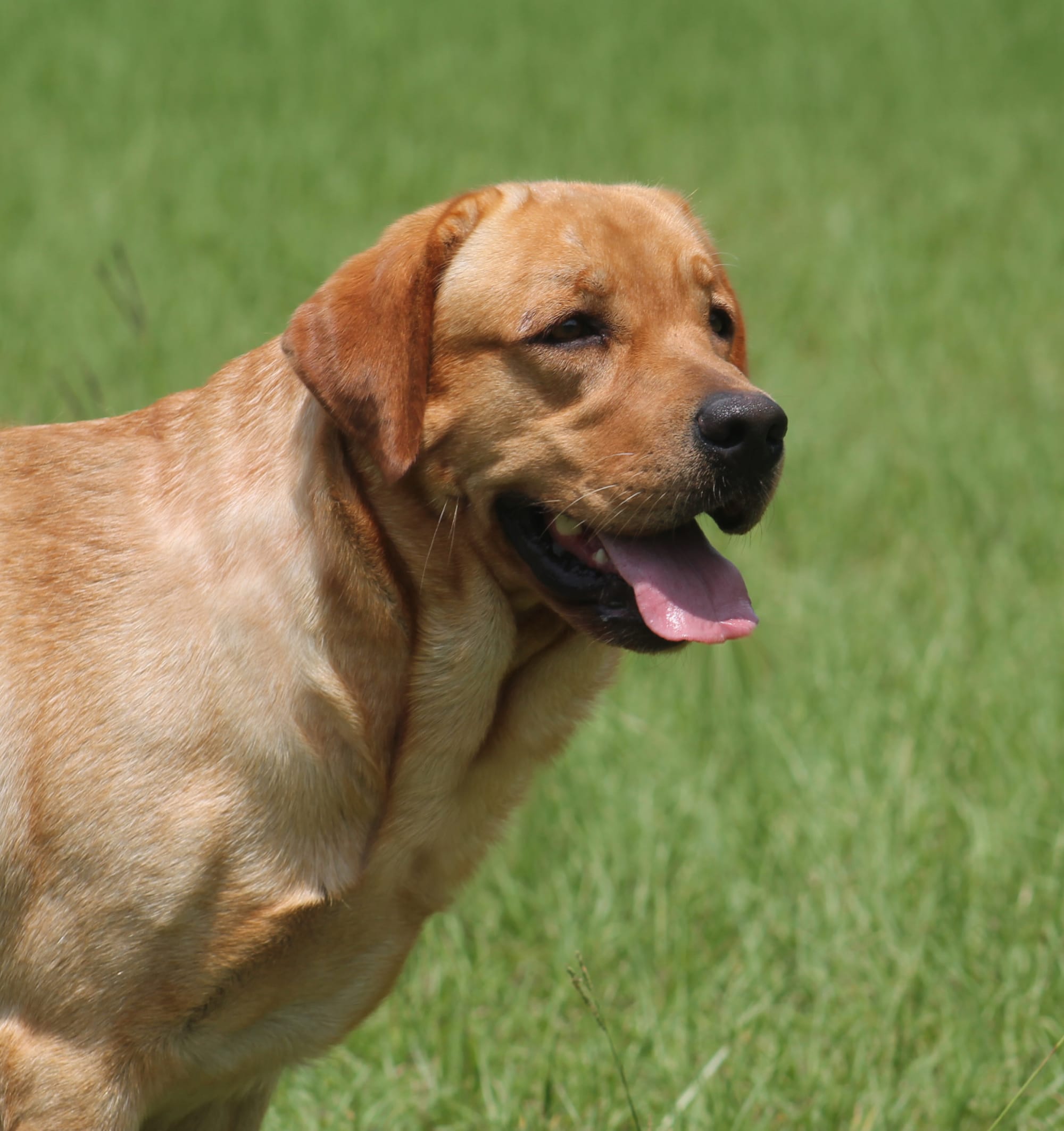 Penny Lane’s Honeybun Pride N Joy