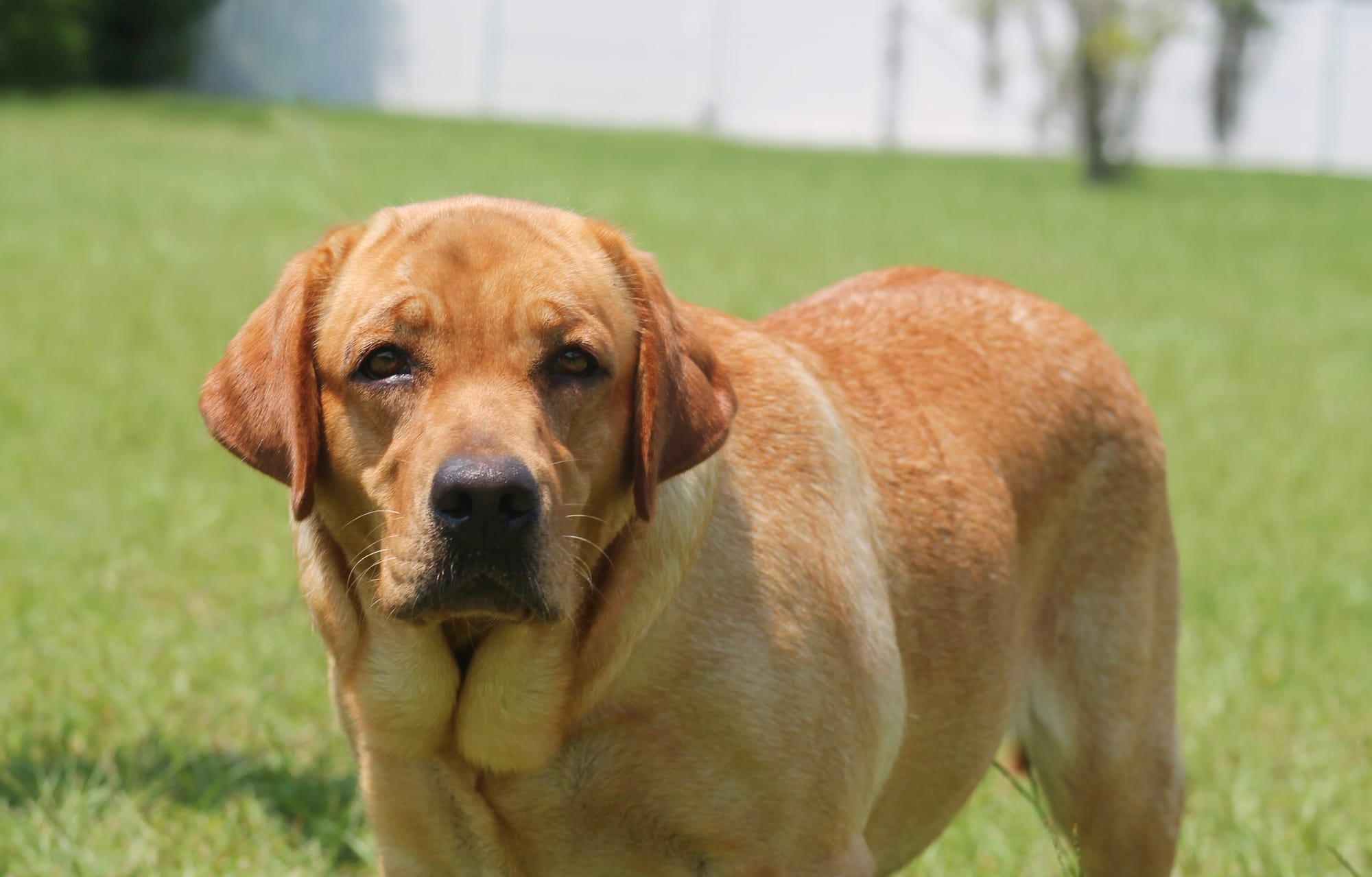 Penny Lane’s Honeybun Pride N Joy