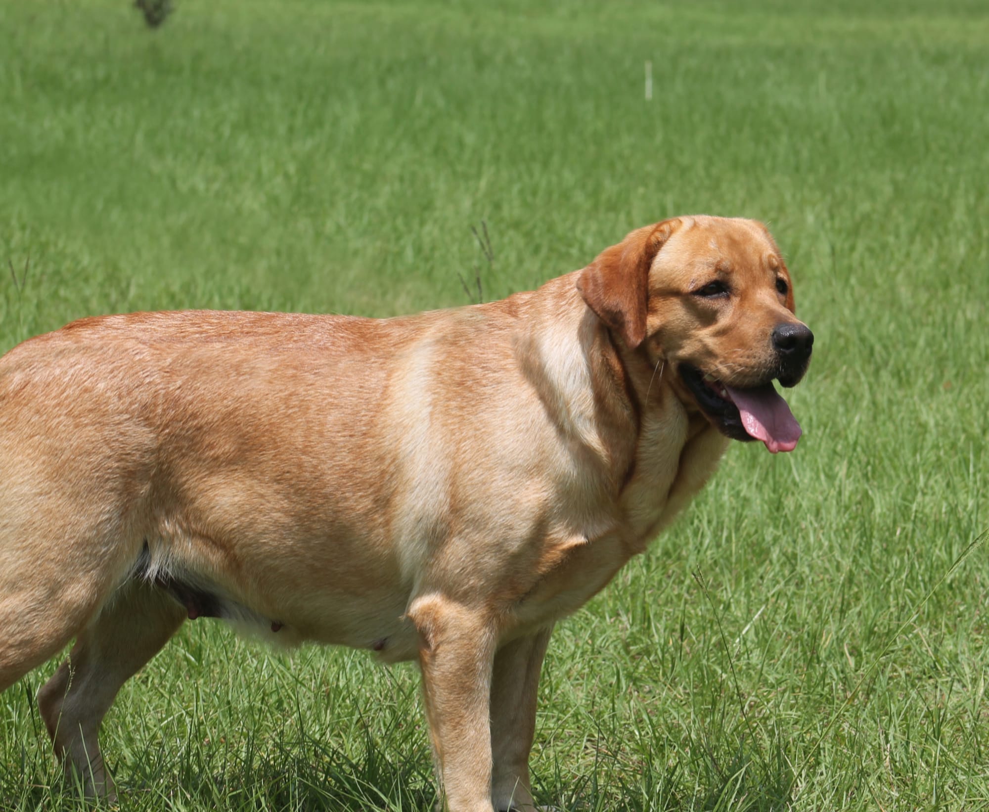 Penny Lane’s Honeybun Pride N Joy