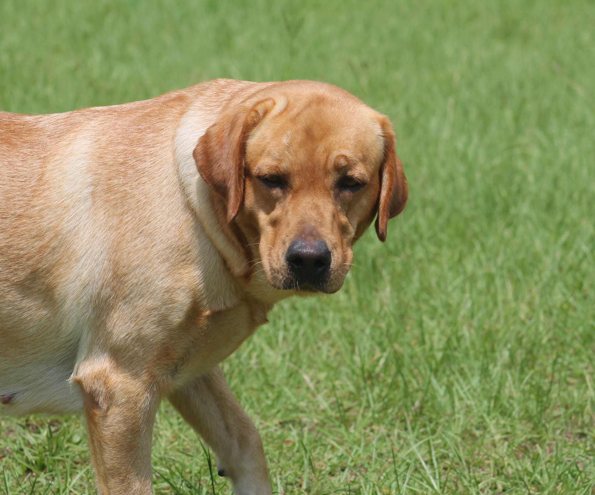 Penny Lane’s Honeybun Pride N Joy