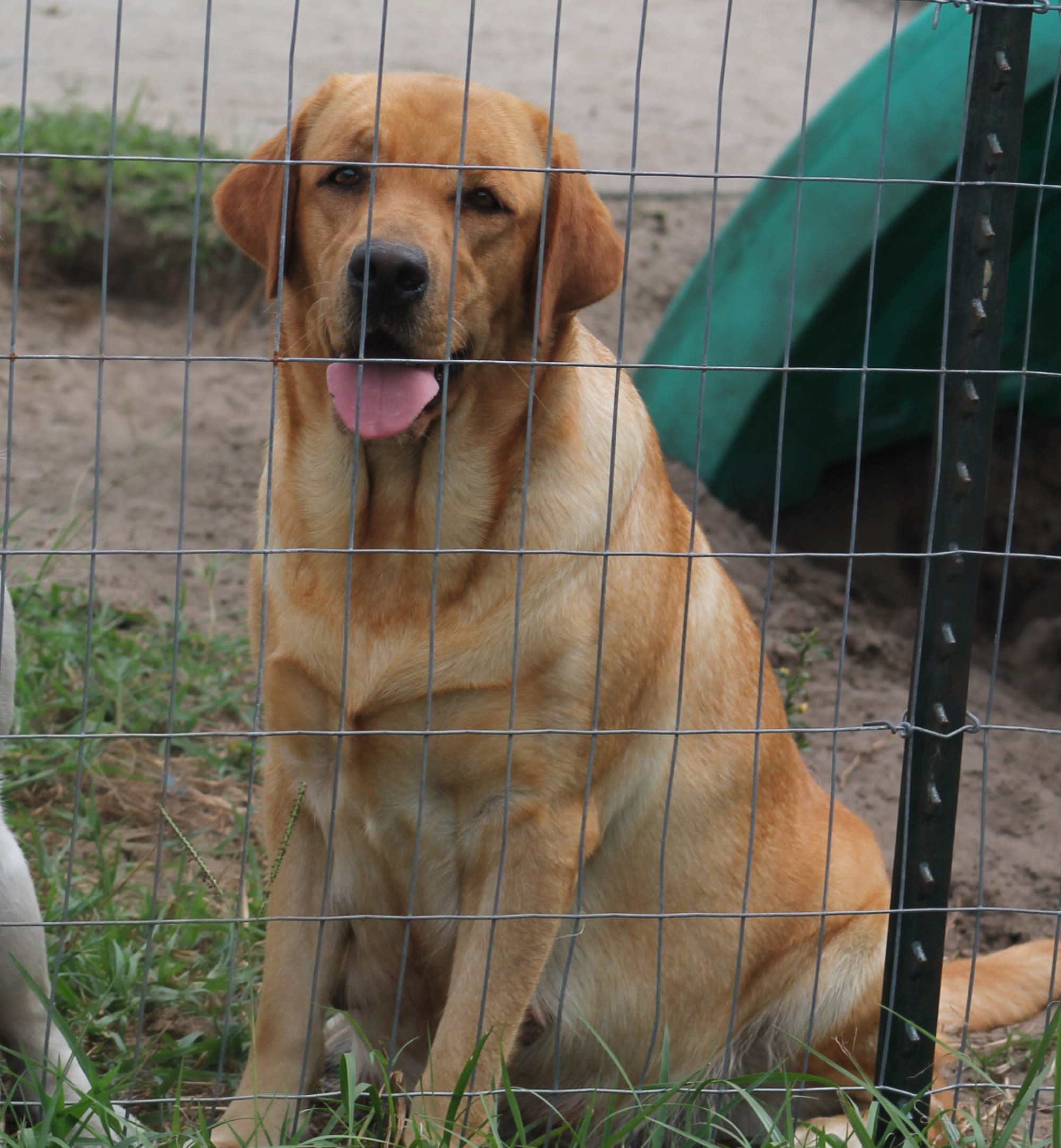 Penny Lane’s Honeybun Pride N Joy