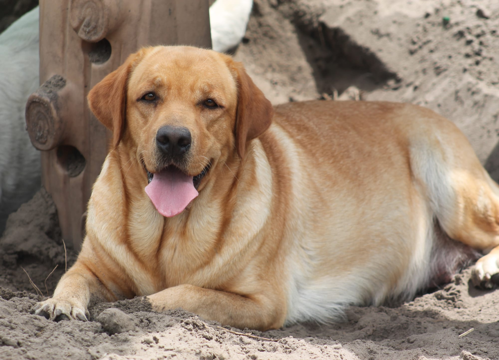 Penny Lane’s Honeybun Pride N Joy