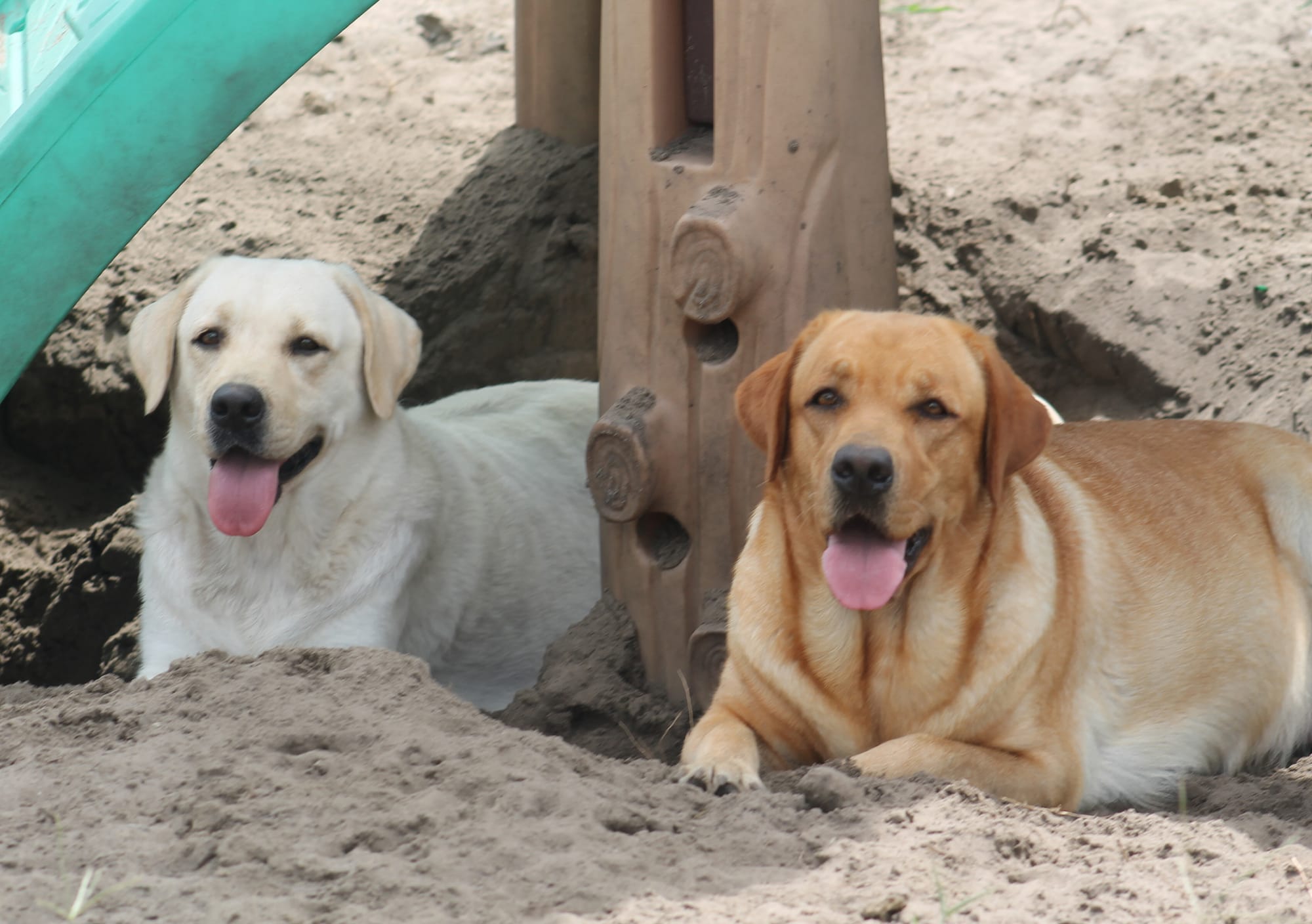 Penny Lane’s Honeybun Pride N Joy