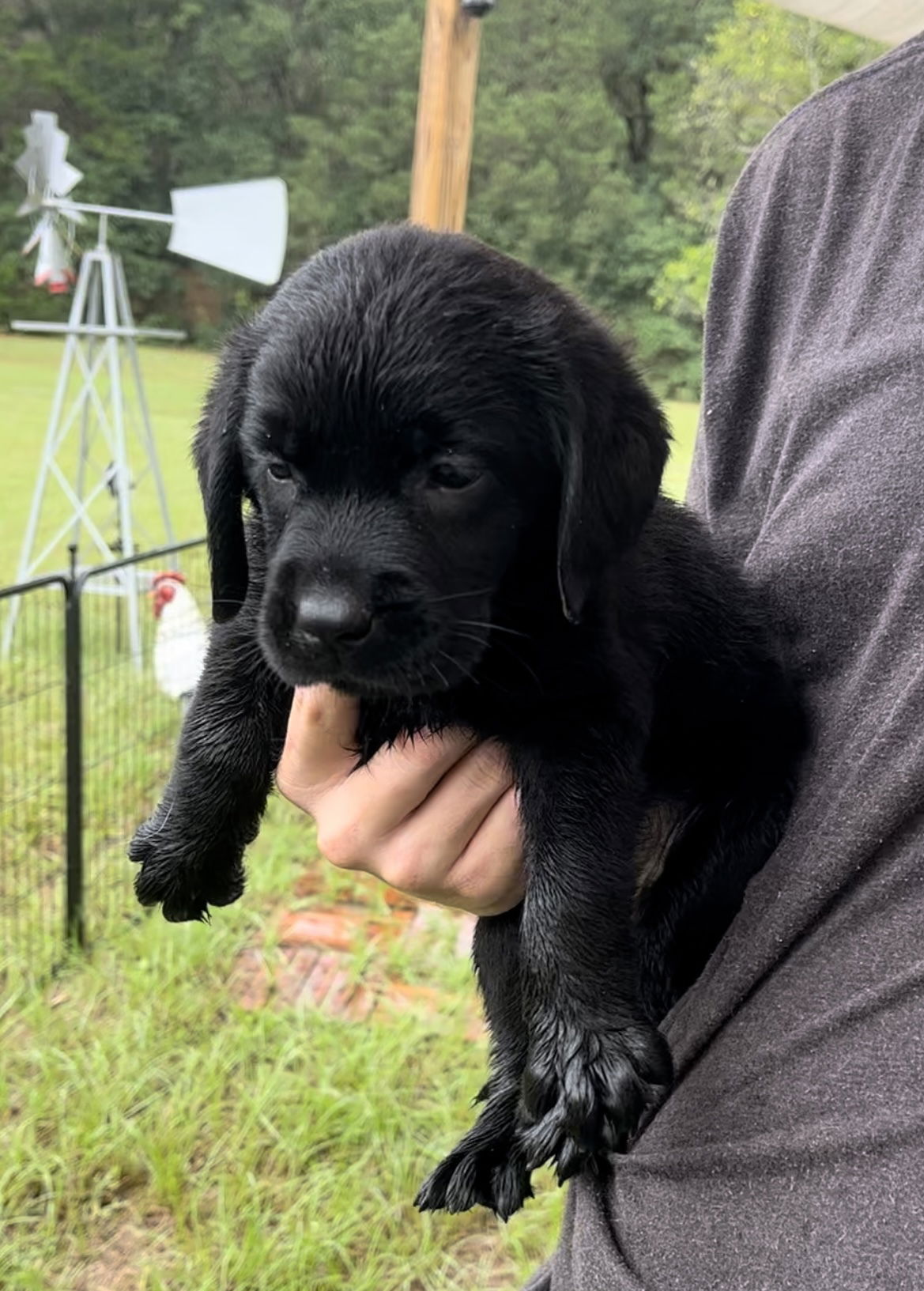 Pictures of past Kap babies