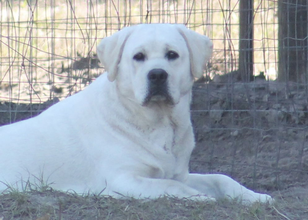 Penny Lane’s Baymax The Braveheart 