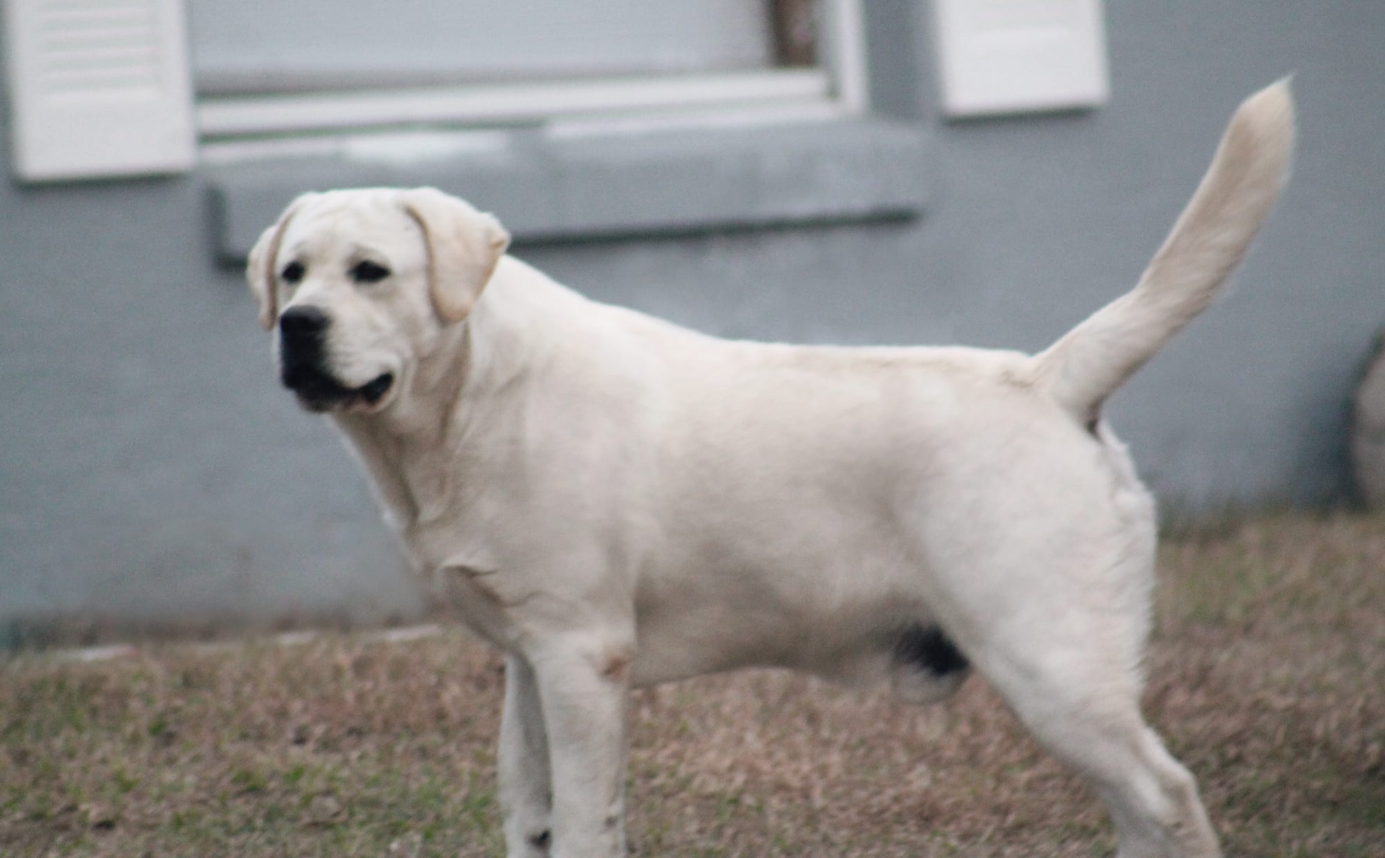 Penny Lane’s Baymax The Braveheart 
