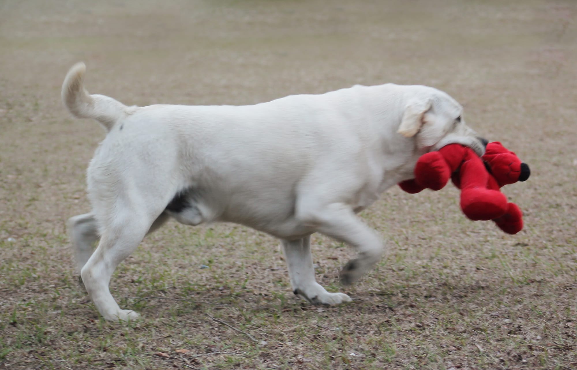 Penny Lane’s Baymax The Braveheart 
