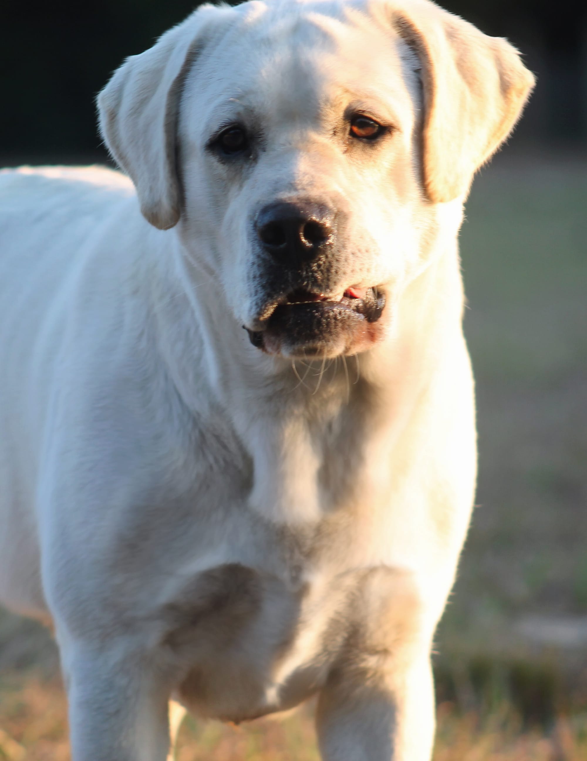 Penny Lane’s Baymax The Braveheart 