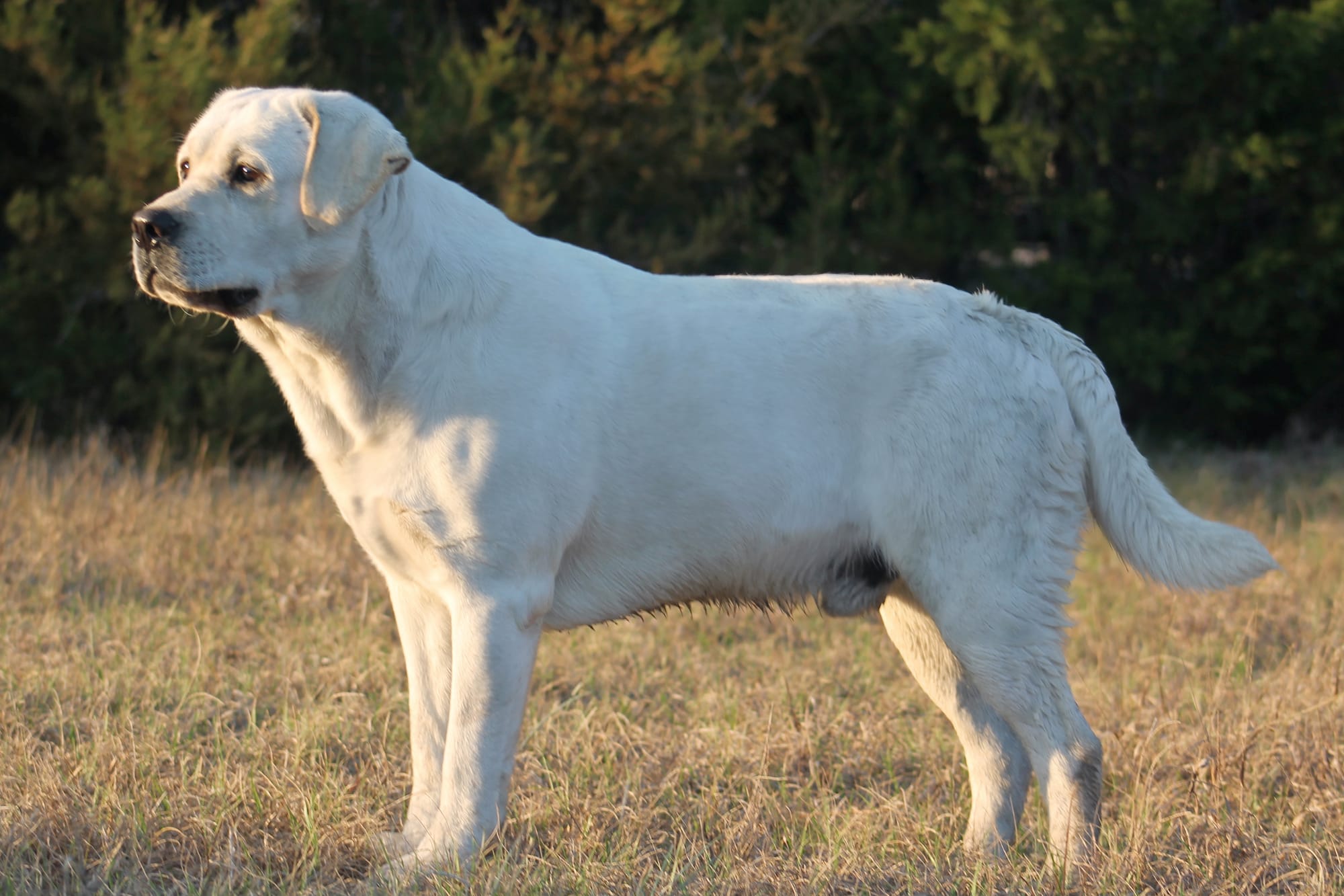Penny Lane’s Baymax The Braveheart 