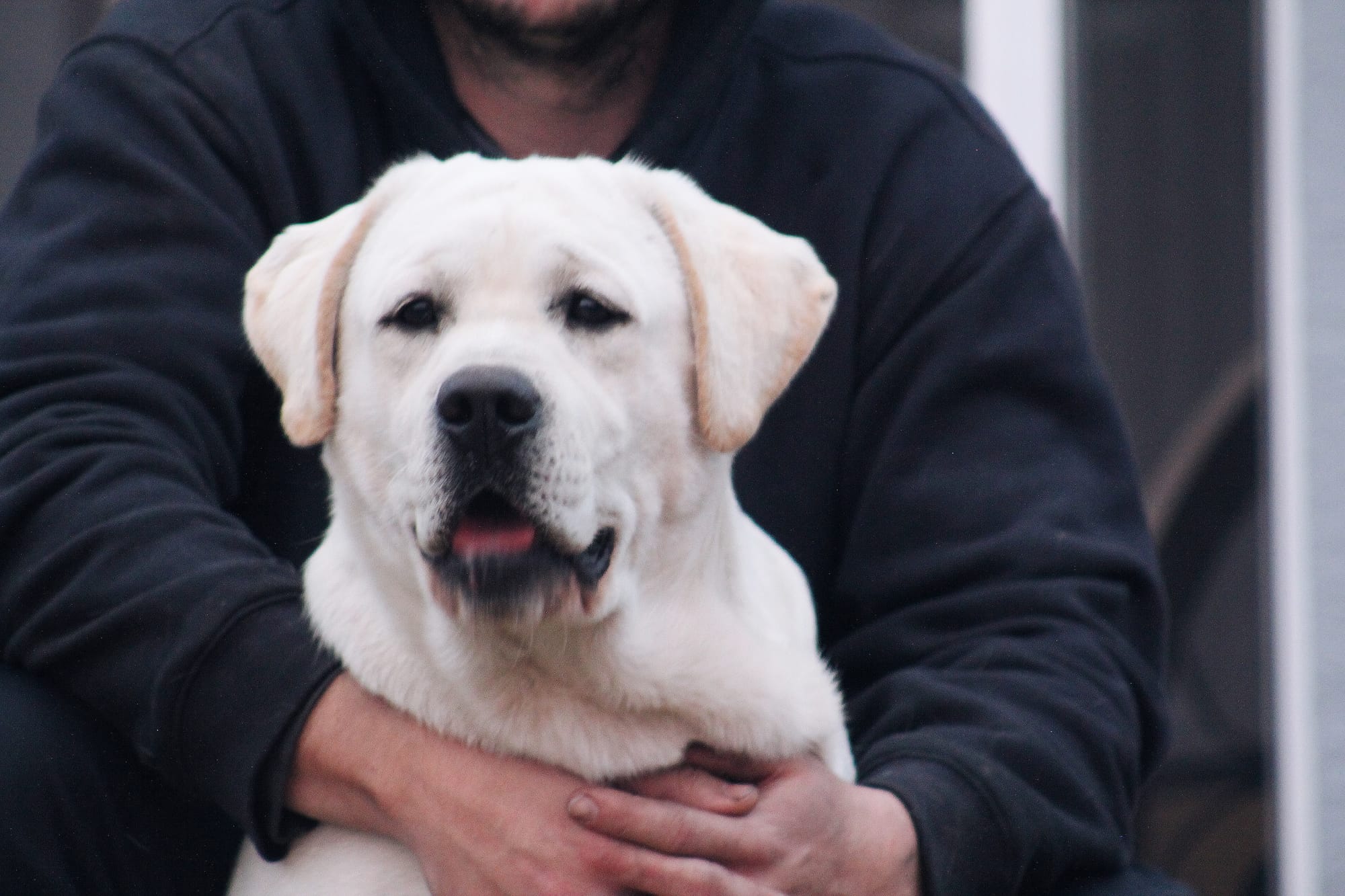 Penny Lane’s Baymax The Braveheart 