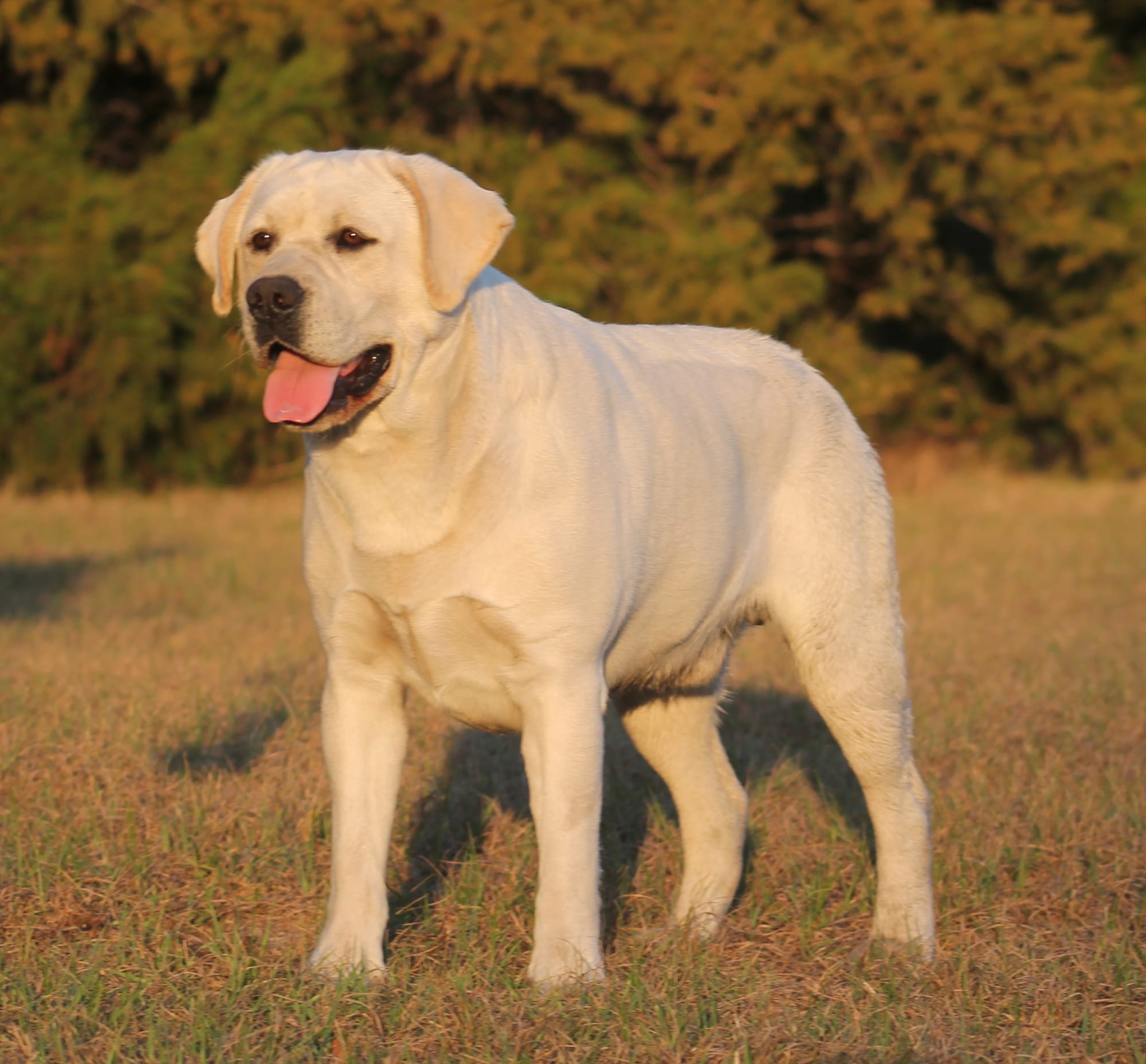 Penny Lane’s Baymax The Braveheart 