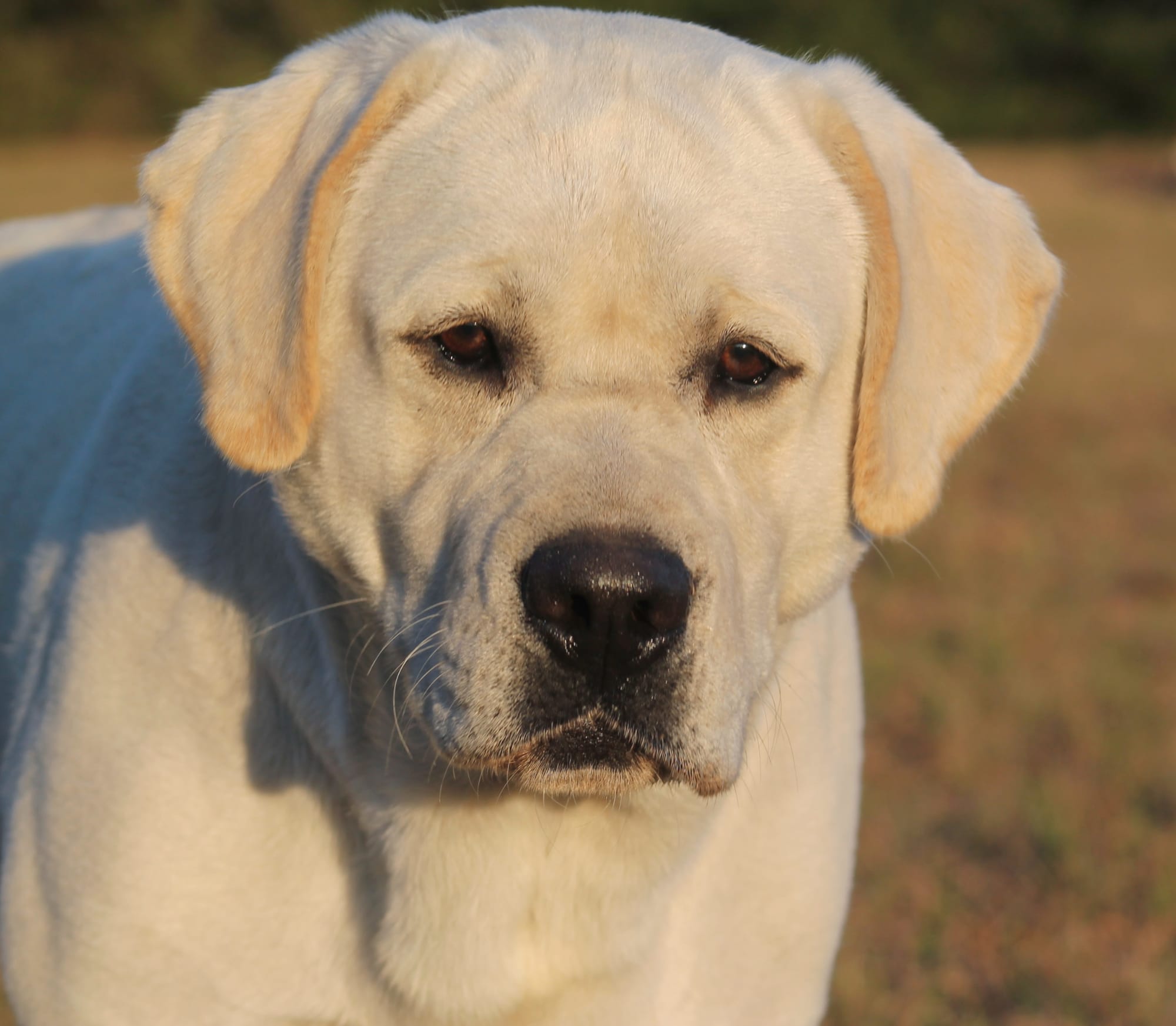 Penny Lane’s Baymax The Braveheart 