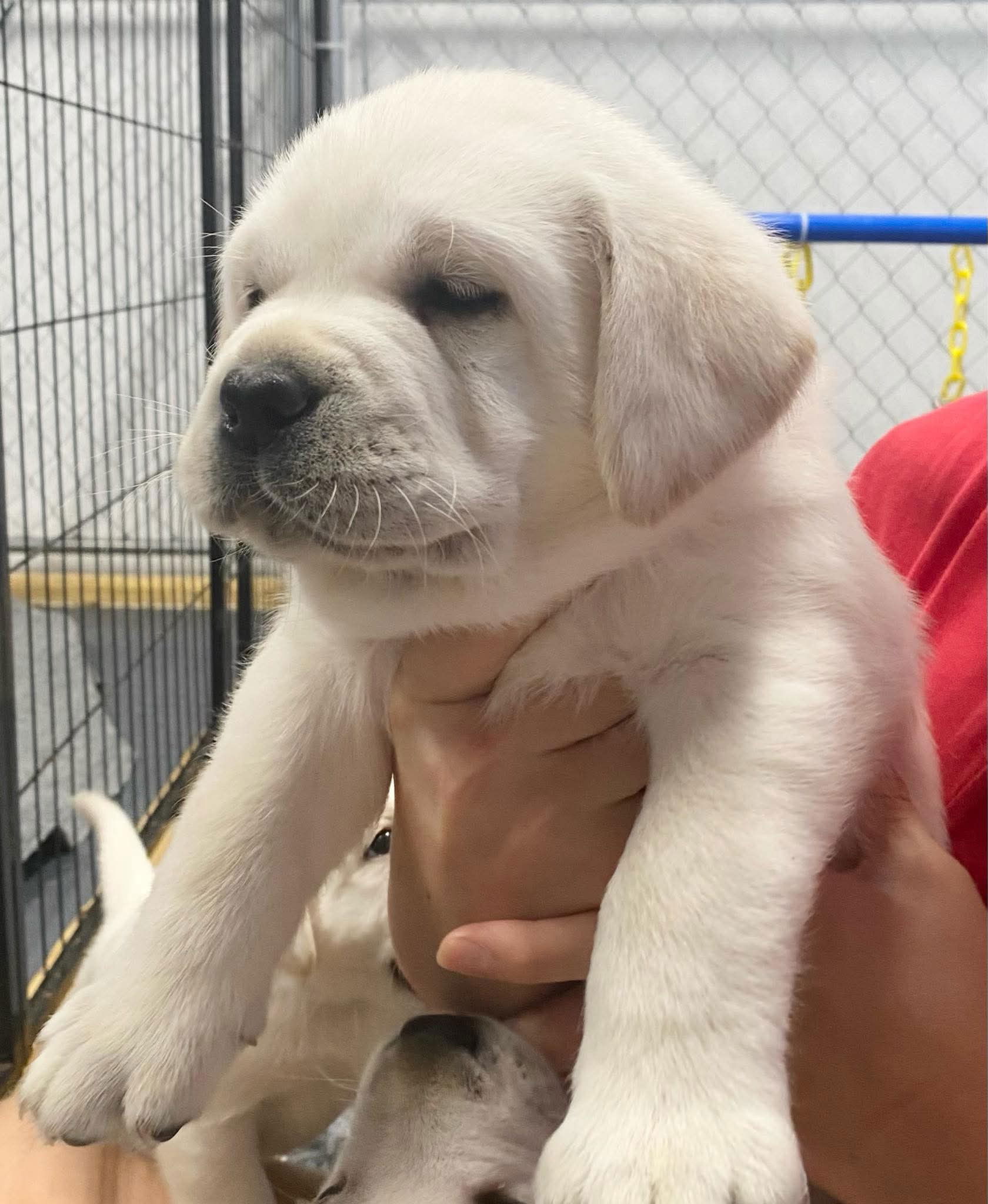 Penny Lane’s Baymax The Braveheart 