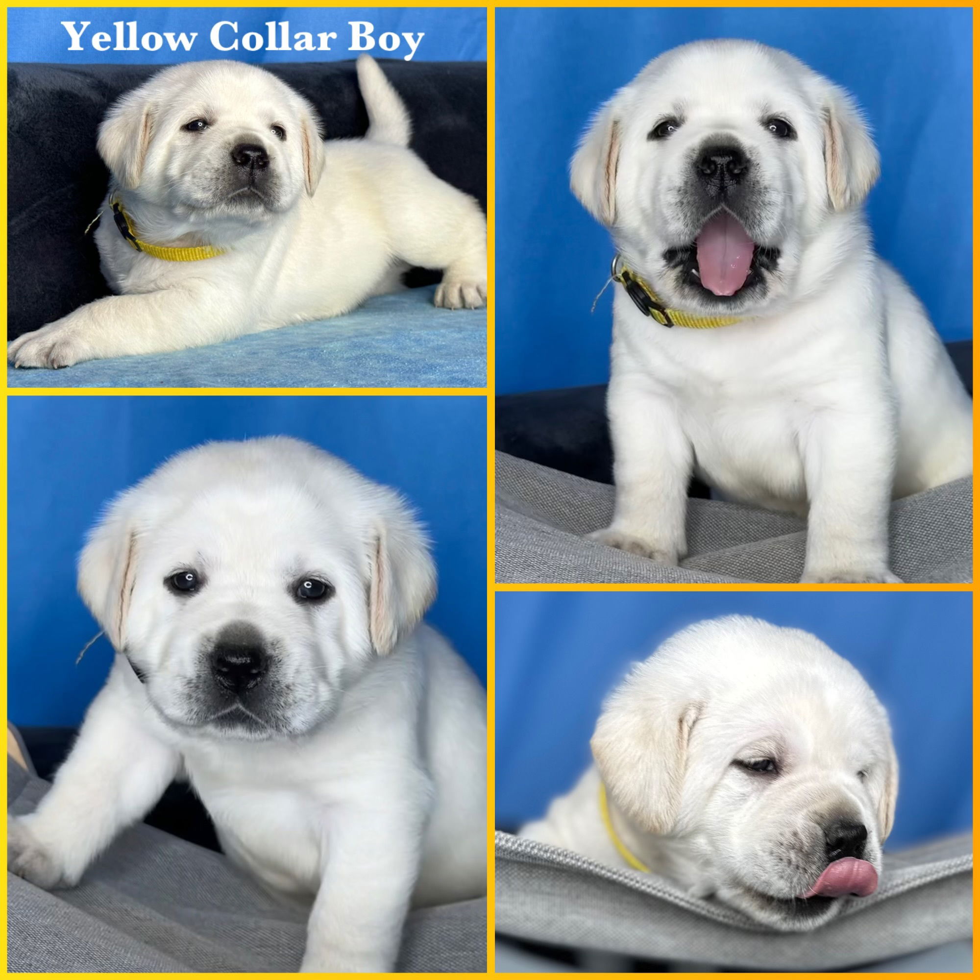 Penny Lane’s Baymax The Braveheart 