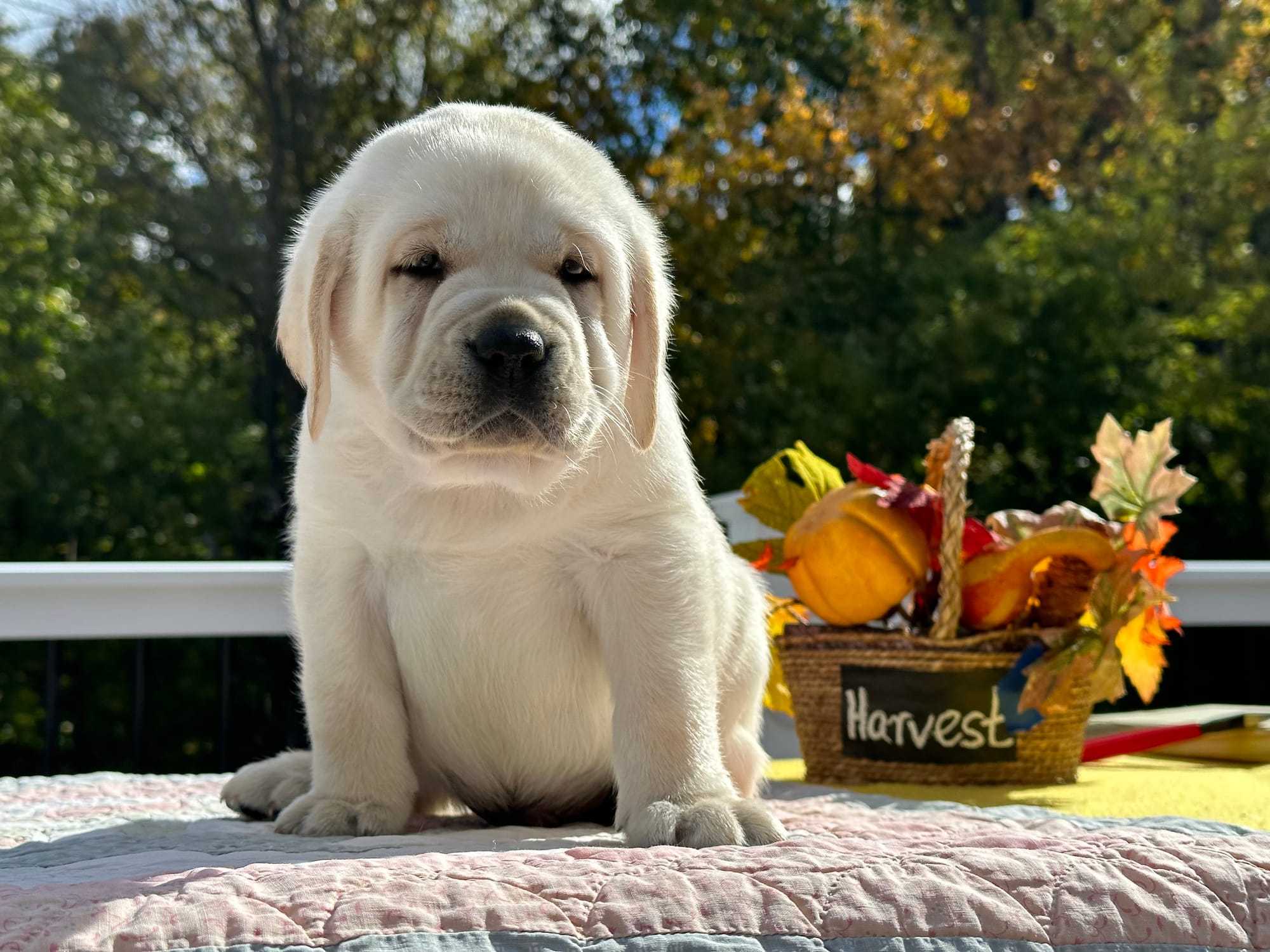 Penny Lane’s Baymax The Braveheart 