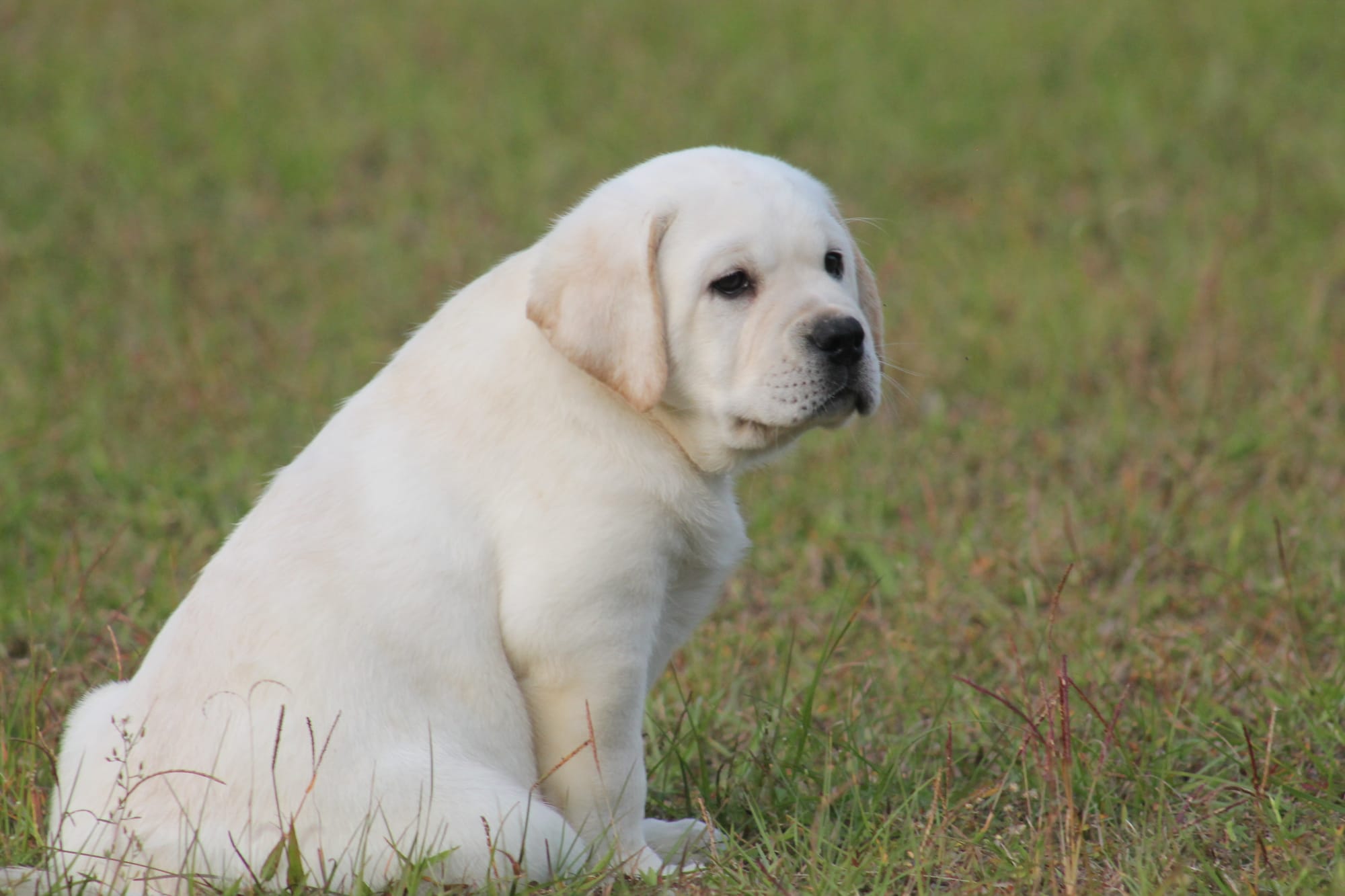 Penny Lane’s Baymax The Braveheart 