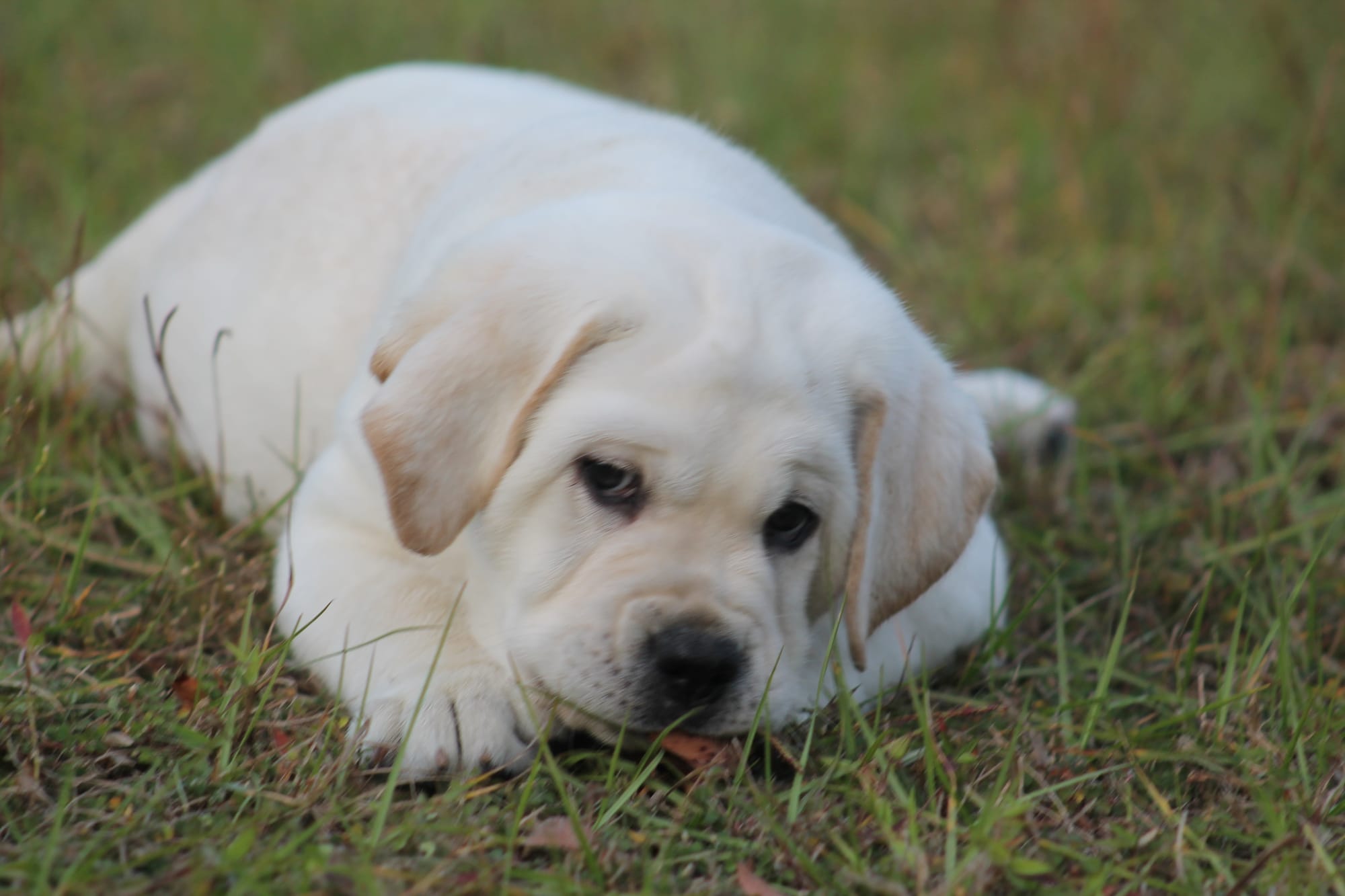 Penny Lane’s Baymax The Braveheart 
