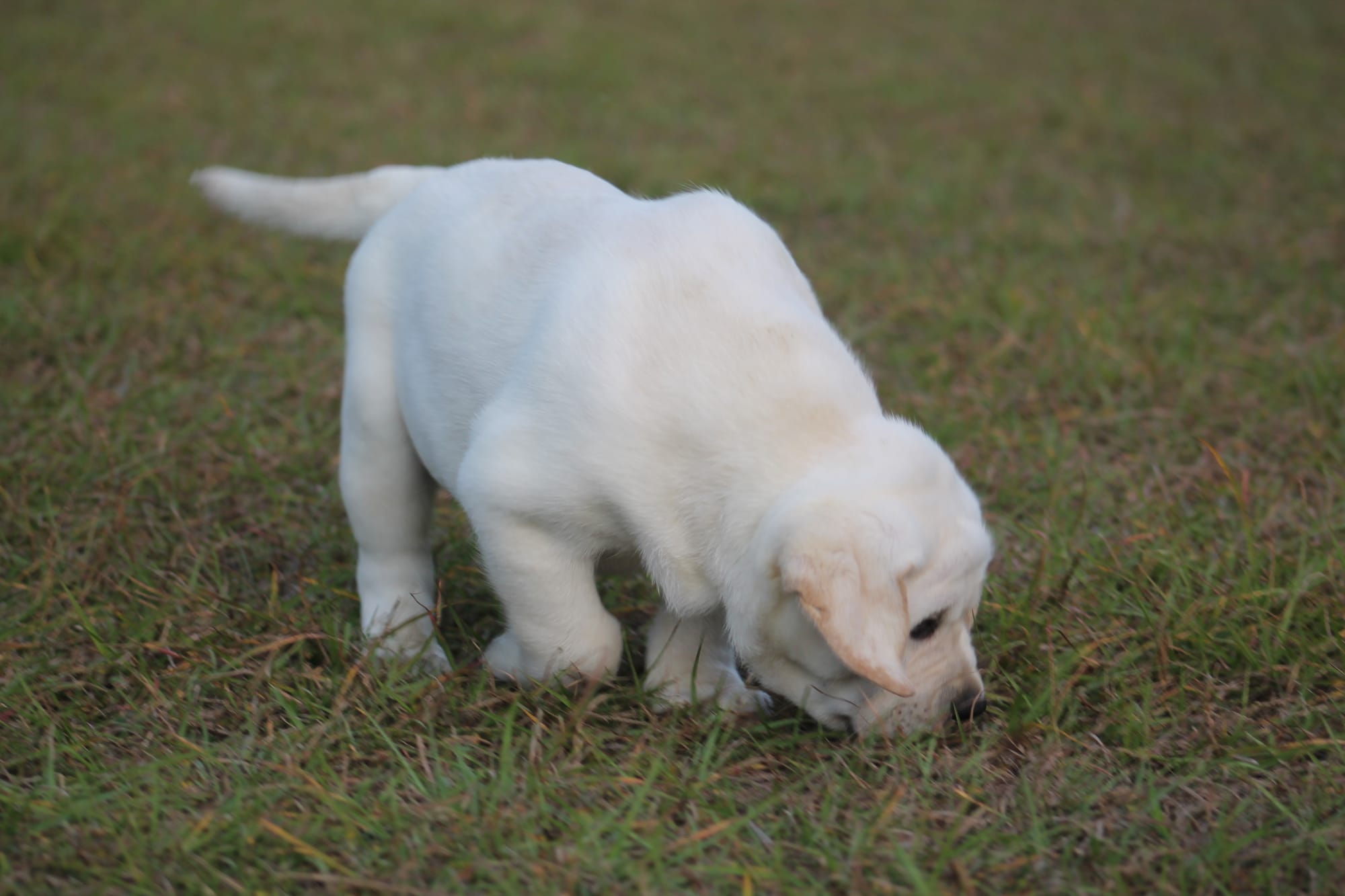 Penny Lane’s Baymax The Braveheart 