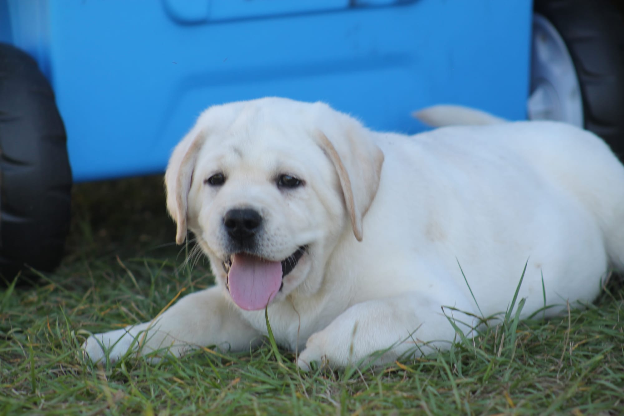 Penny Lane’s Baymax The Braveheart 