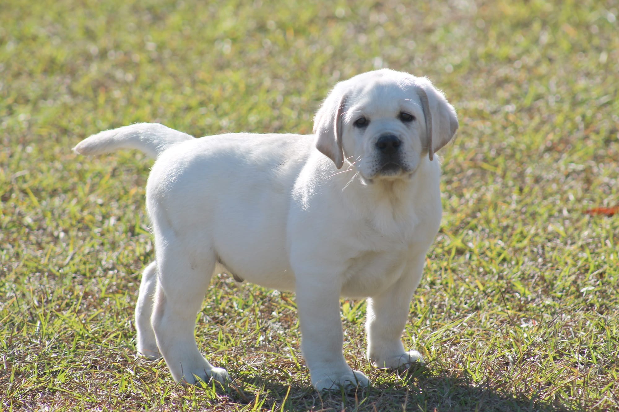 Penny Lane’s Baymax The Braveheart 