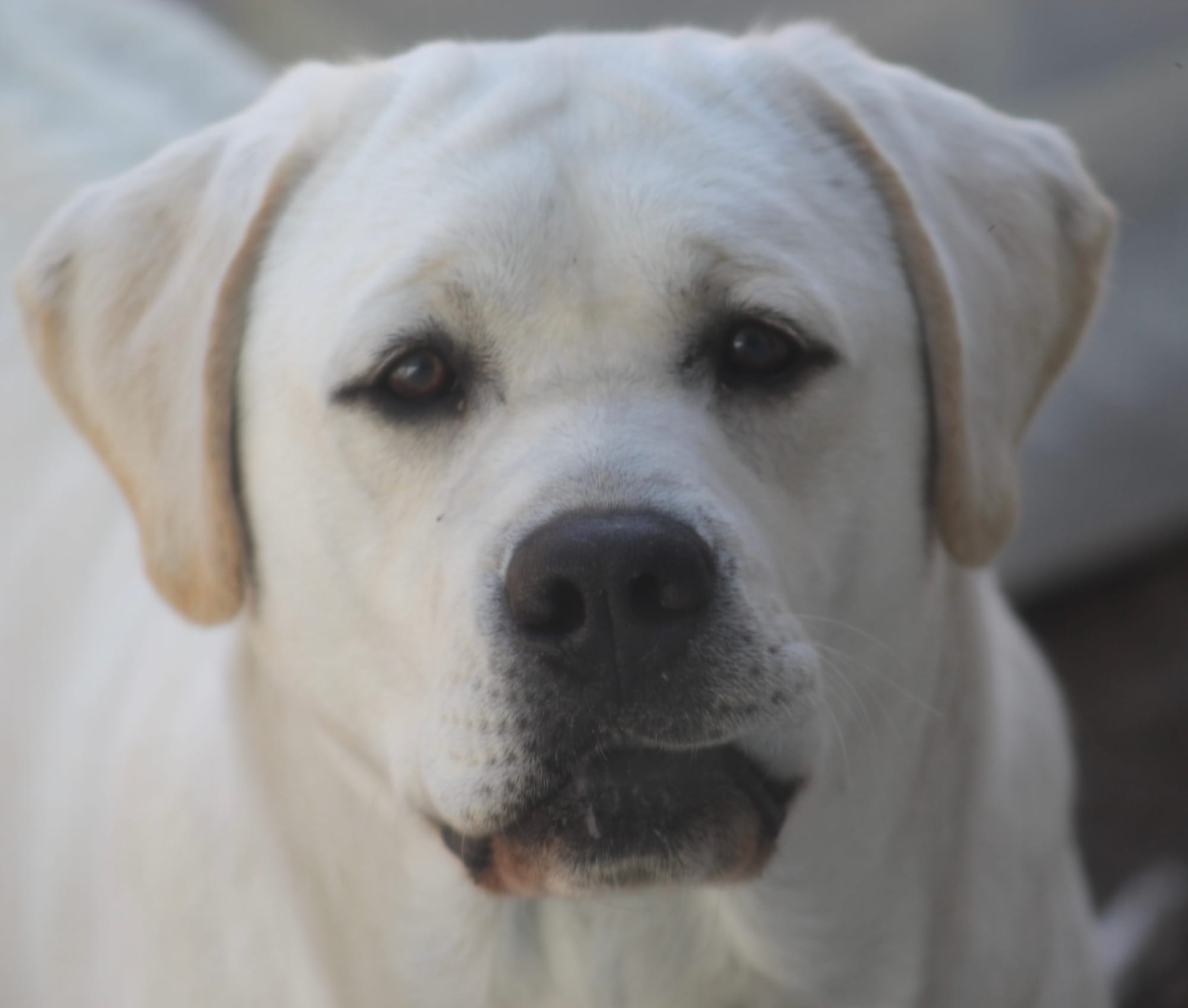 Penny Lane’s Baymax The Braveheart 