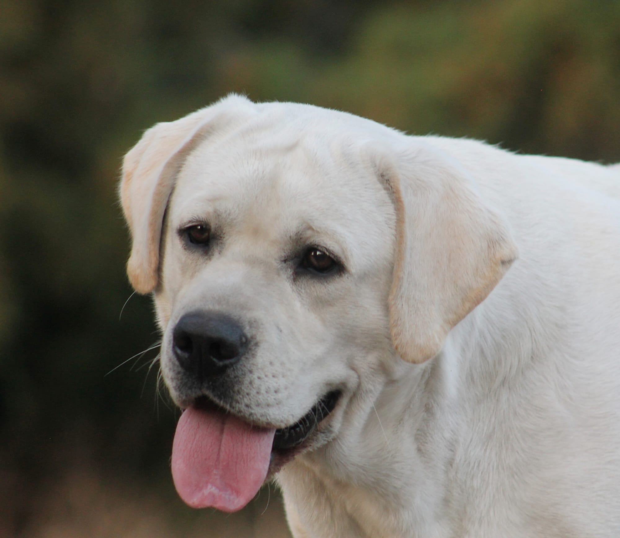 Penny Lane’s Baymax The Braveheart 