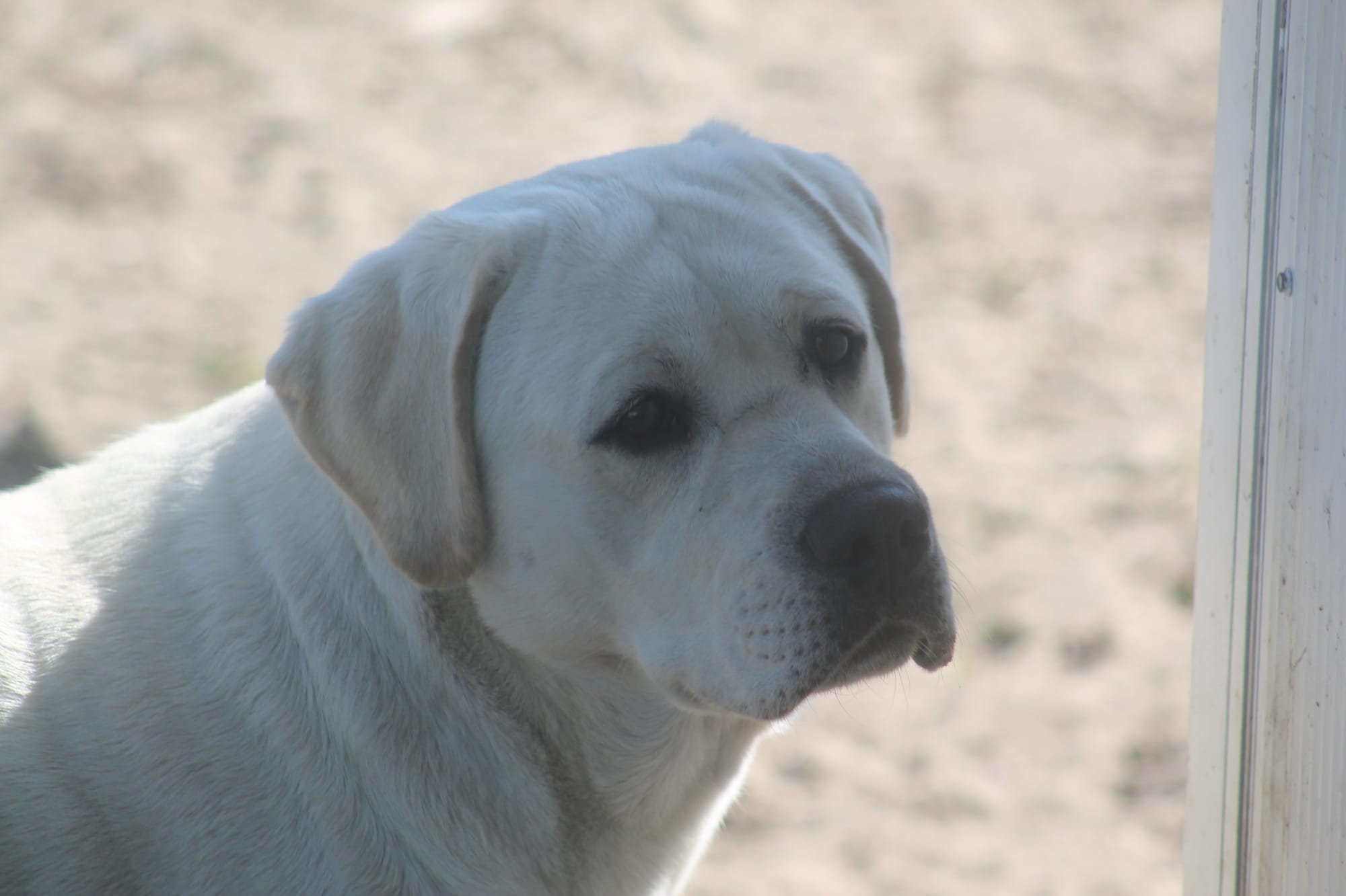 Penny Lane’s Baymax The Braveheart 