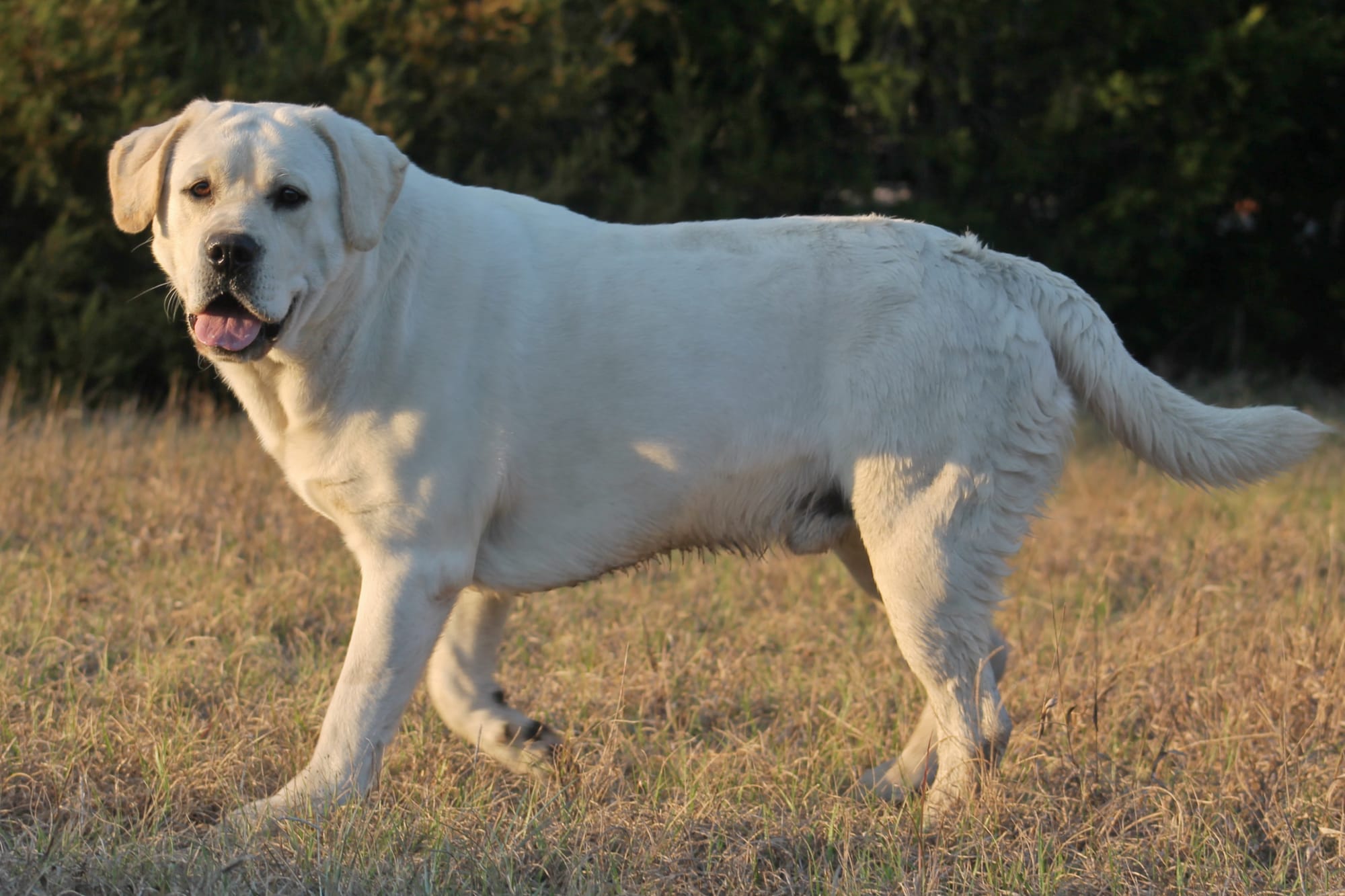 Penny Lane’s Baymax The Braveheart 