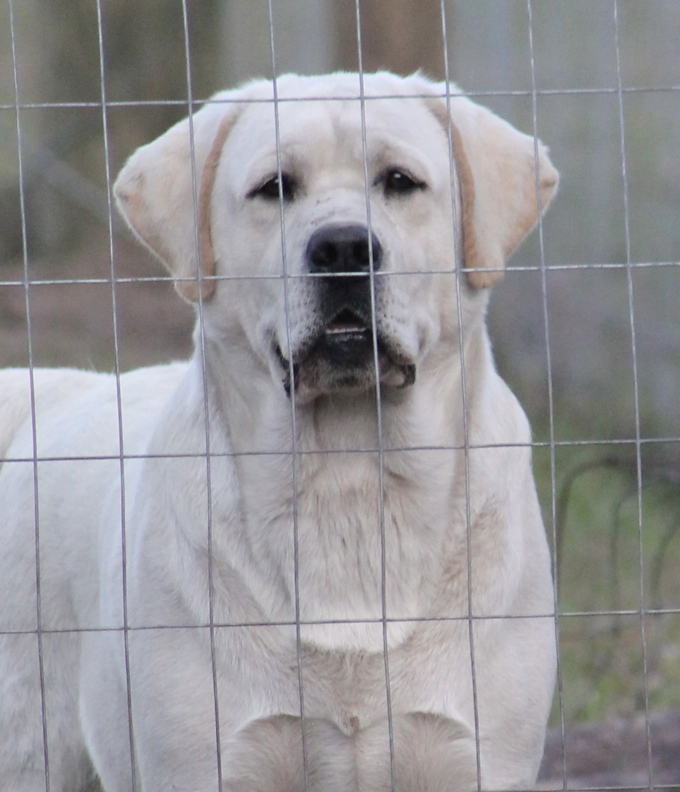 Penny Lane’s Baymax The Braveheart 