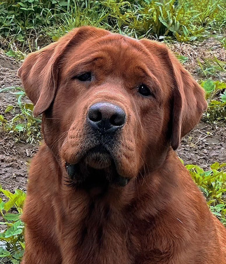 APPLE TREE ENLIGHTENED BOW CHICKA BOW WOW