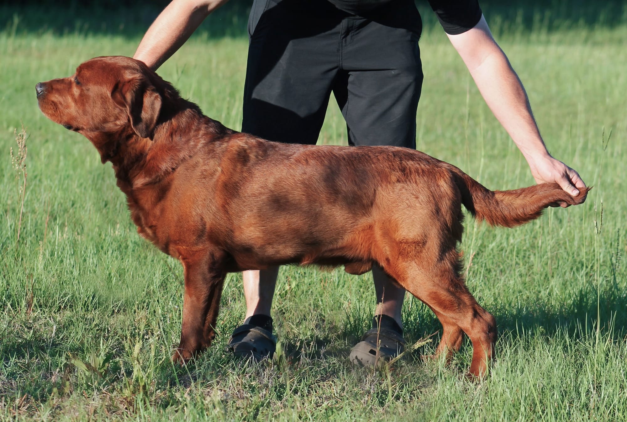 APPLE TREE ENLIGHTENED BOW CHICKA BOW WOW