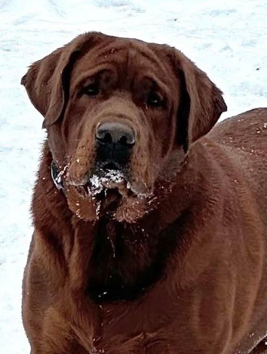 APPLE TREE ENLIGHTENED BOW CHICKA BOW WOW