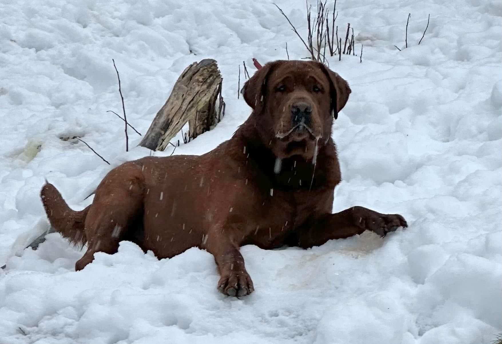 APPLE TREE ENLIGHTENED BOW CHICKA BOW WOW