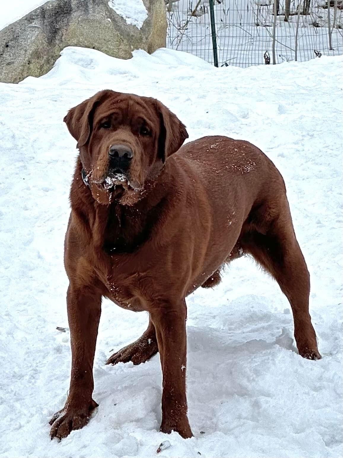 APPLE TREE ENLIGHTENED BOW CHICKA BOW WOW