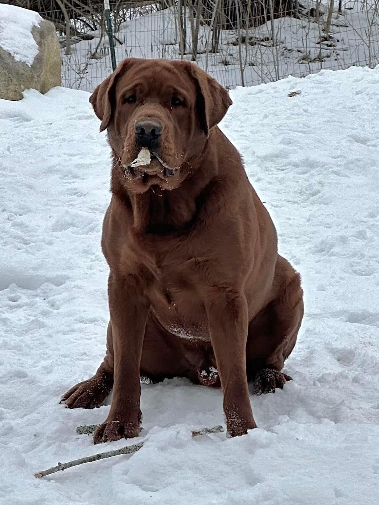 APPLE TREE ENLIGHTENED BOW CHICKA BOW WOW